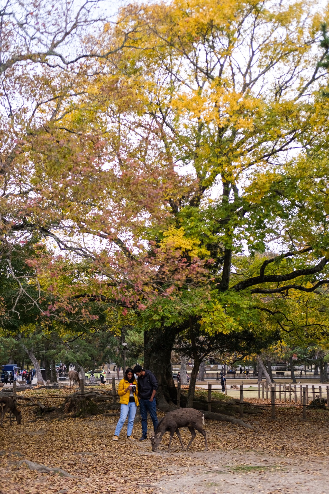 京都自助遊攻略