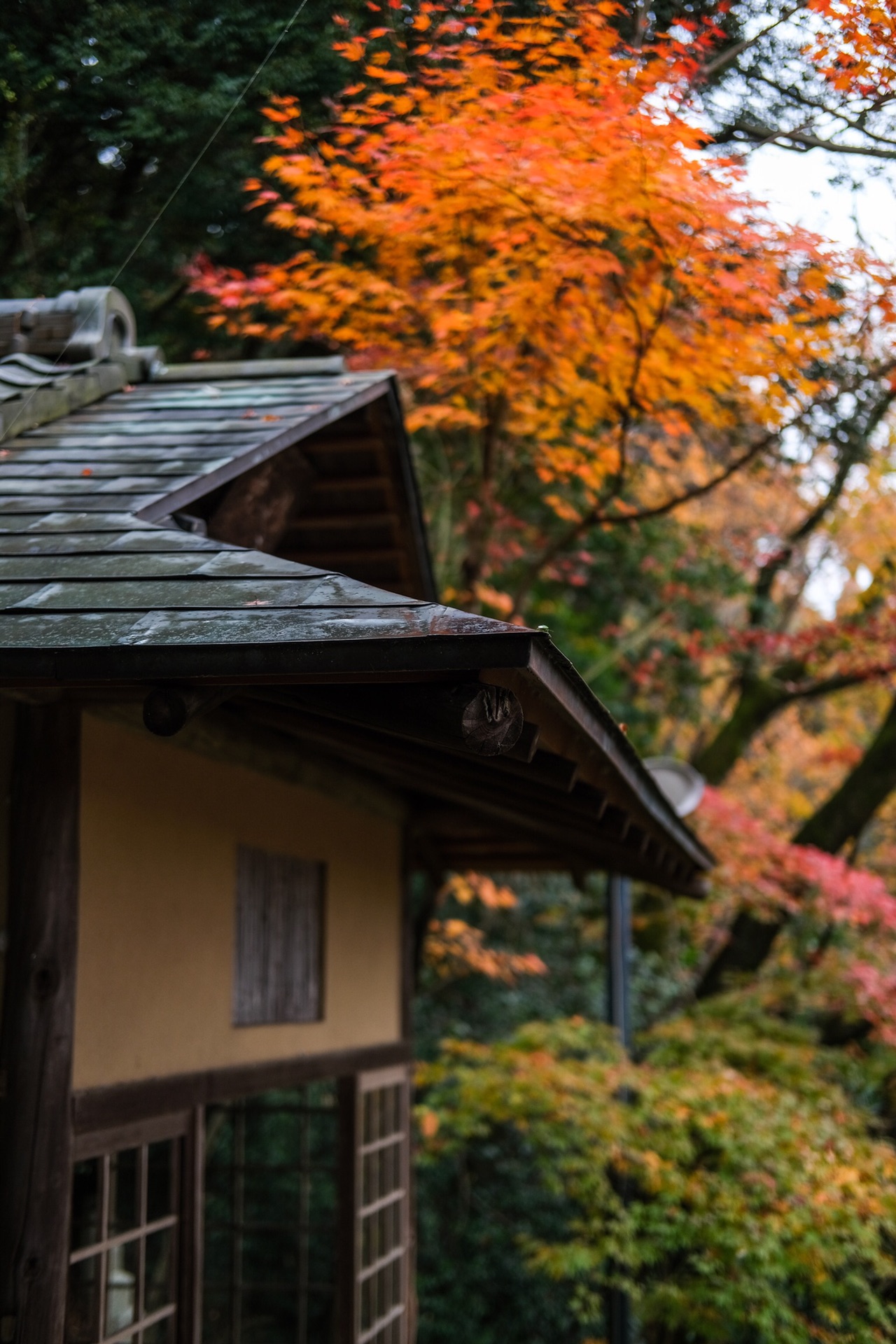 京都自助遊攻略