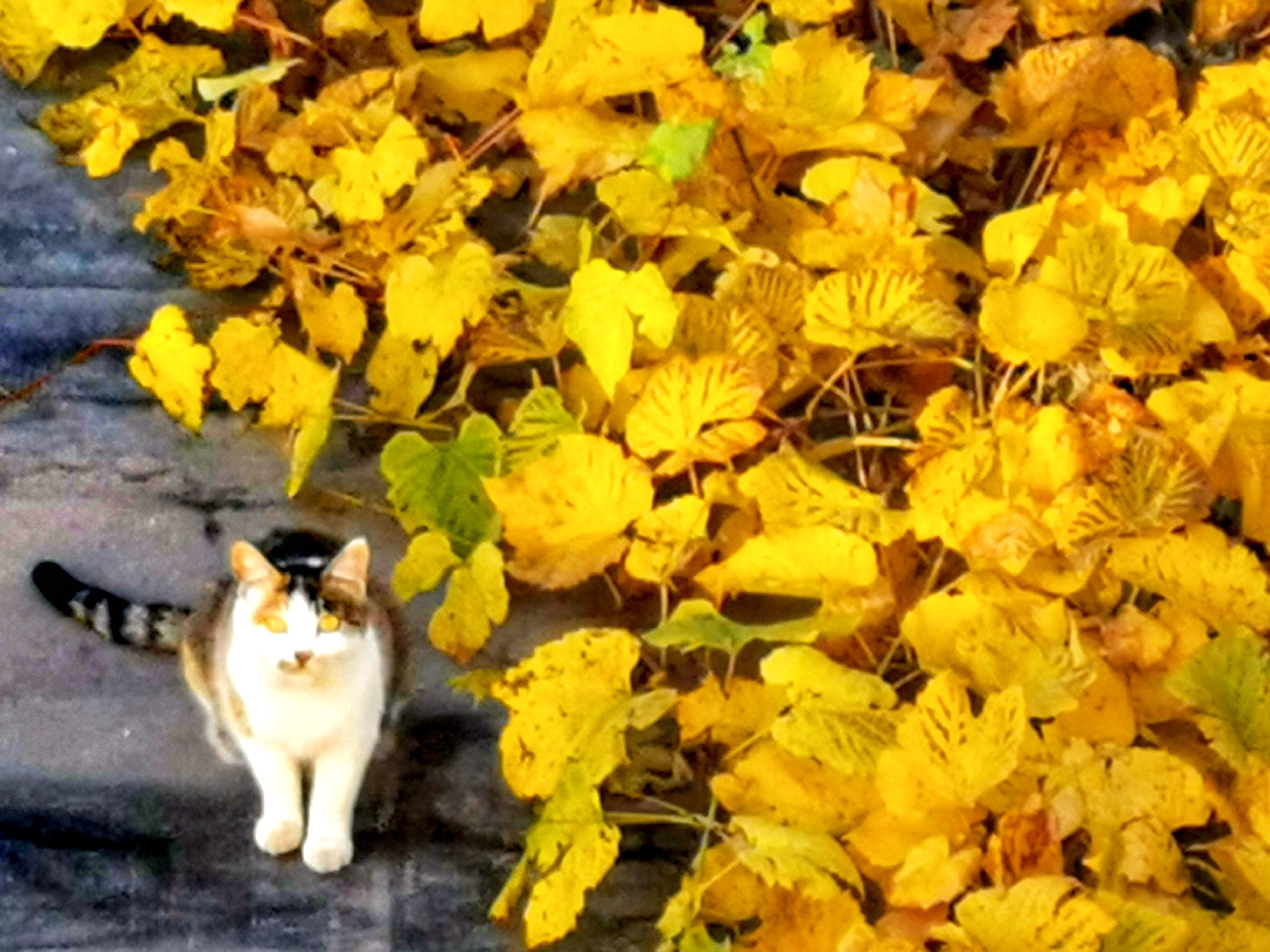 澳门咖喱荣牛杂鱼蛋(沈阳中街店)