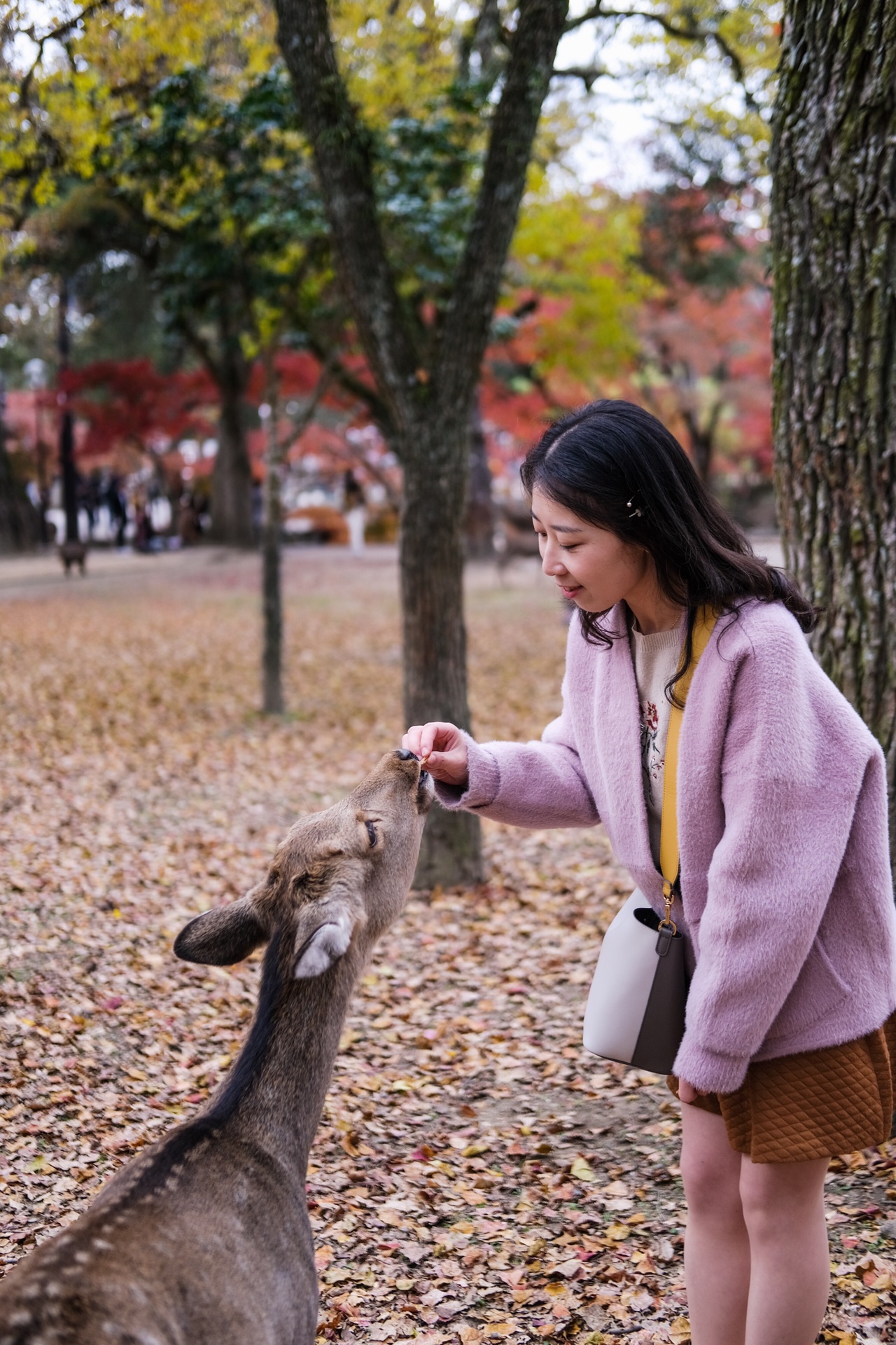 京都自助遊攻略