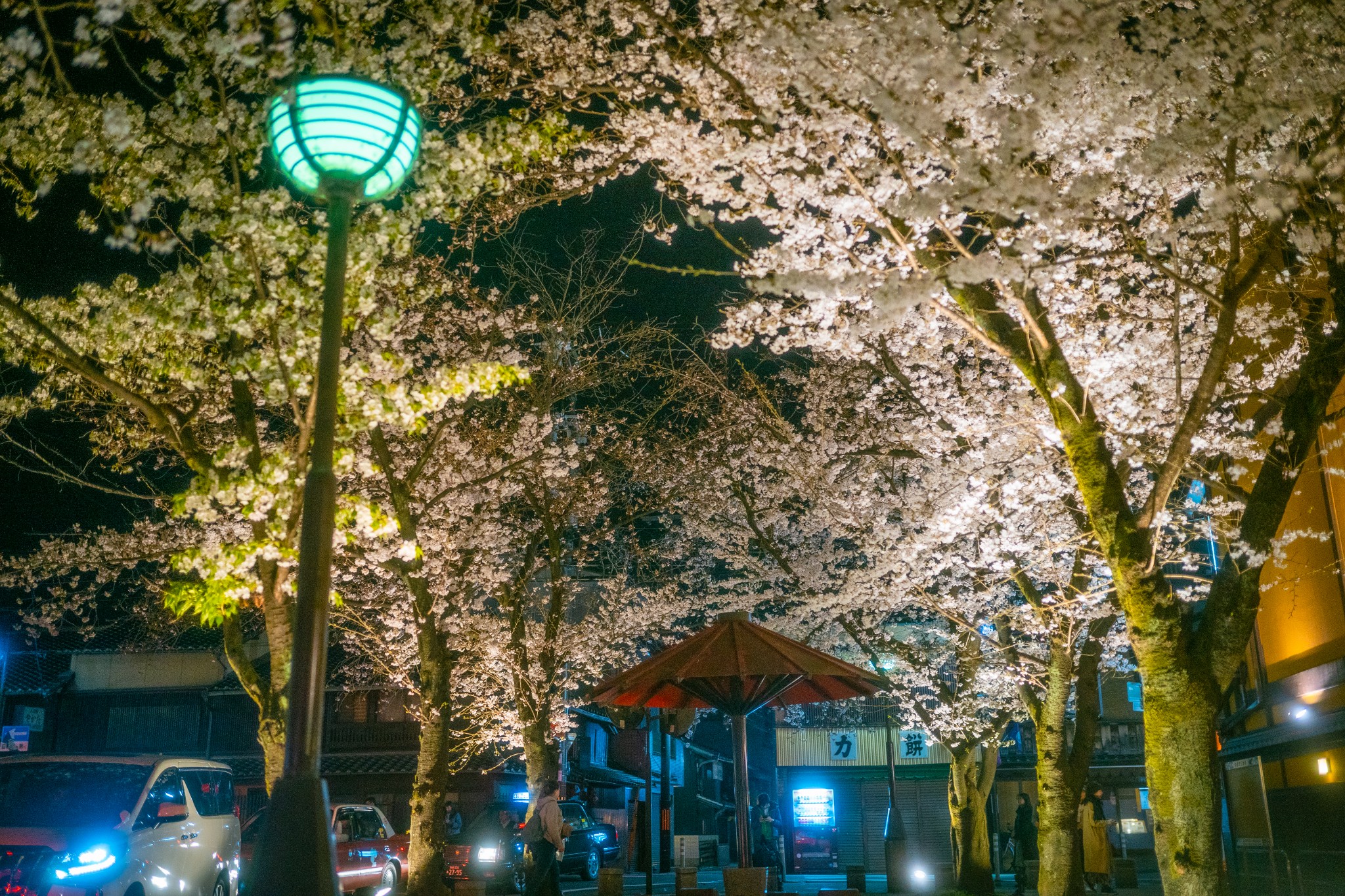 和歌山樱花图片