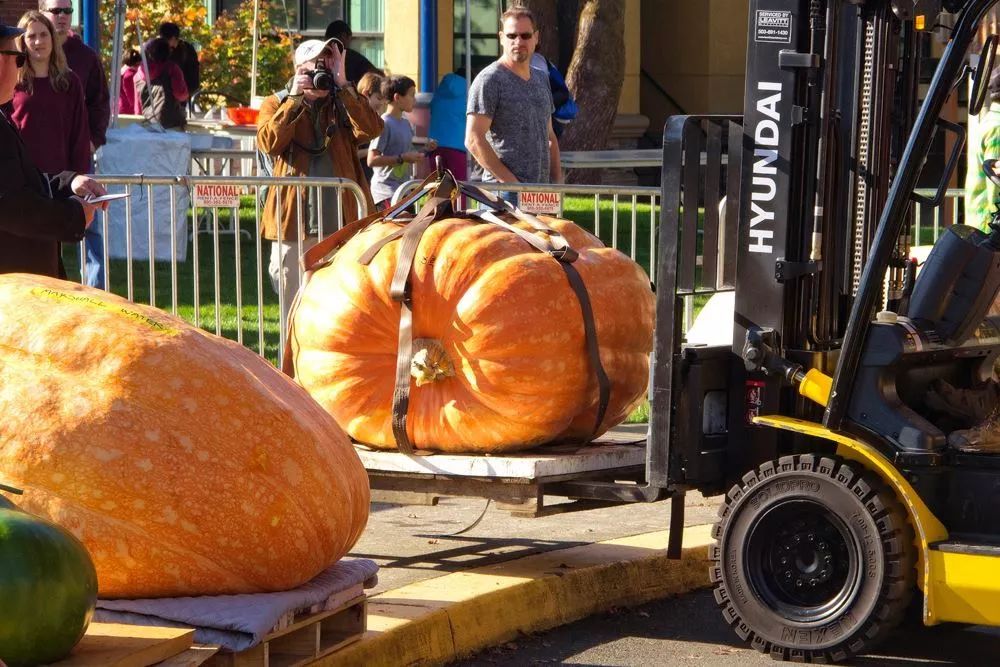west coast giant pumpkin regatta划船是屡见不鲜了,但你见过划南瓜