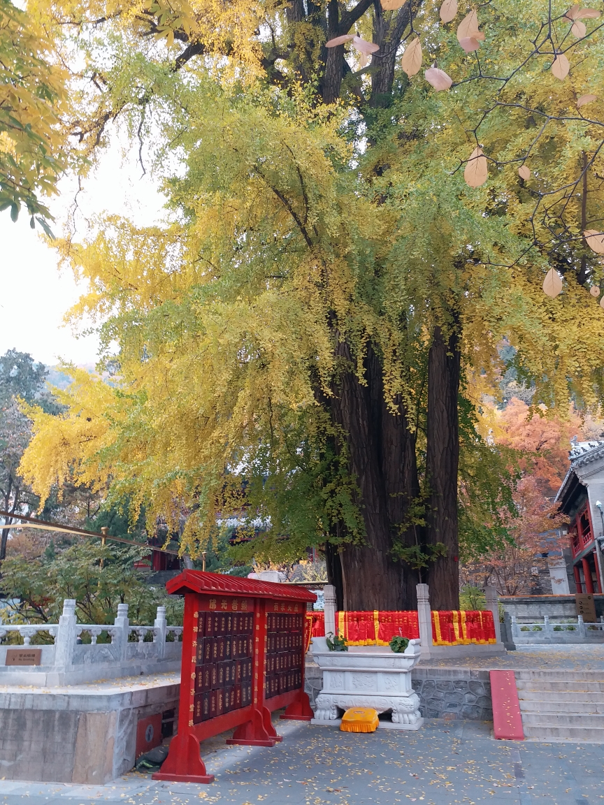 潭柘寺做超度需要多少费用-潭柘寺请一尊佛像需要多少钱