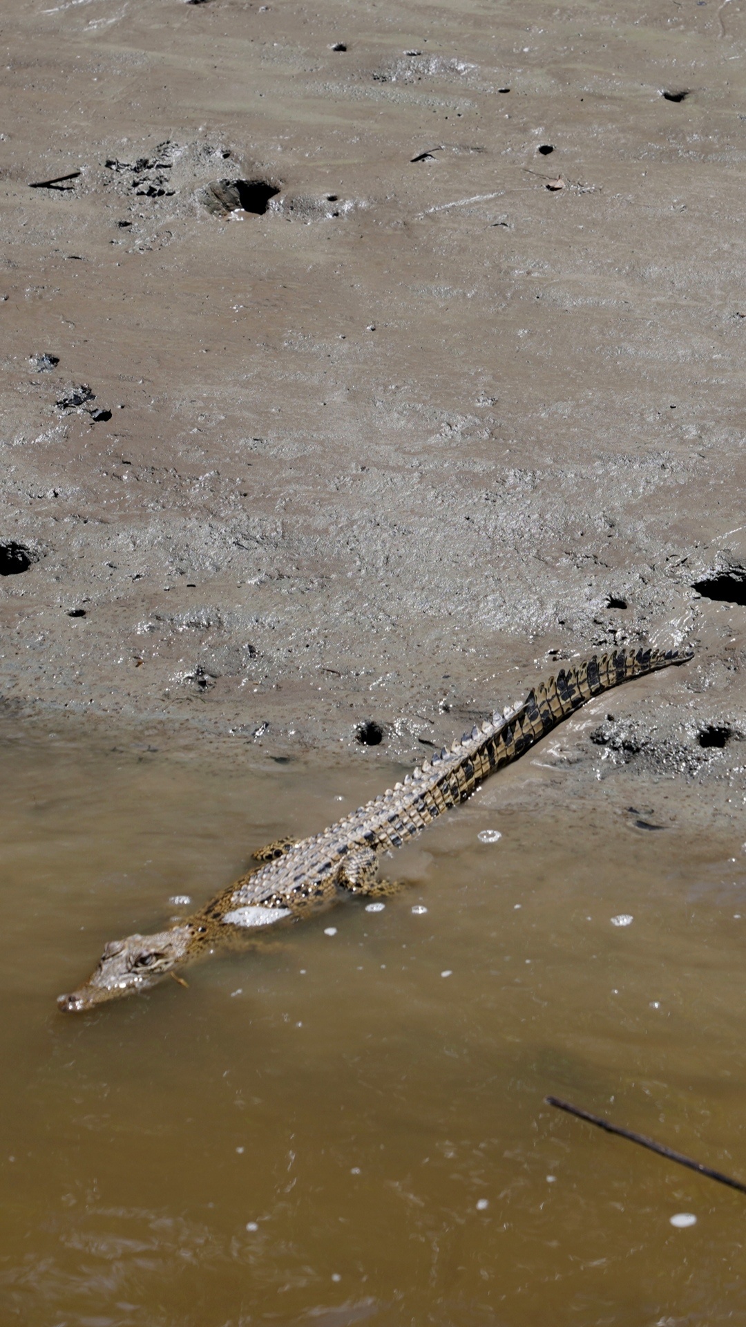 Crocodile Safari