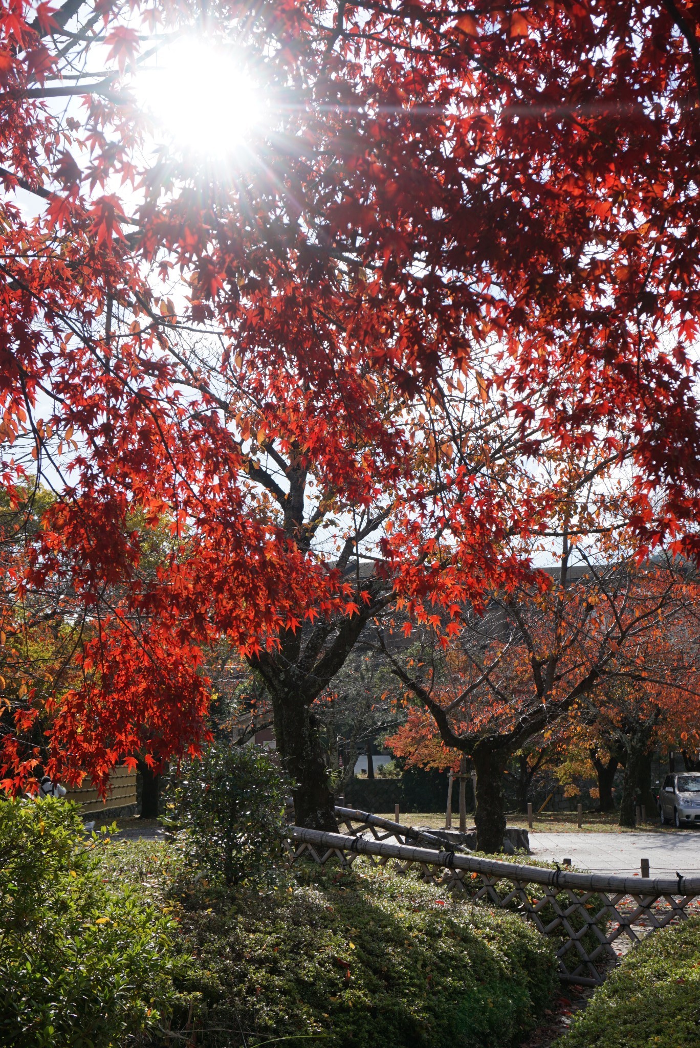 京都自助遊攻略