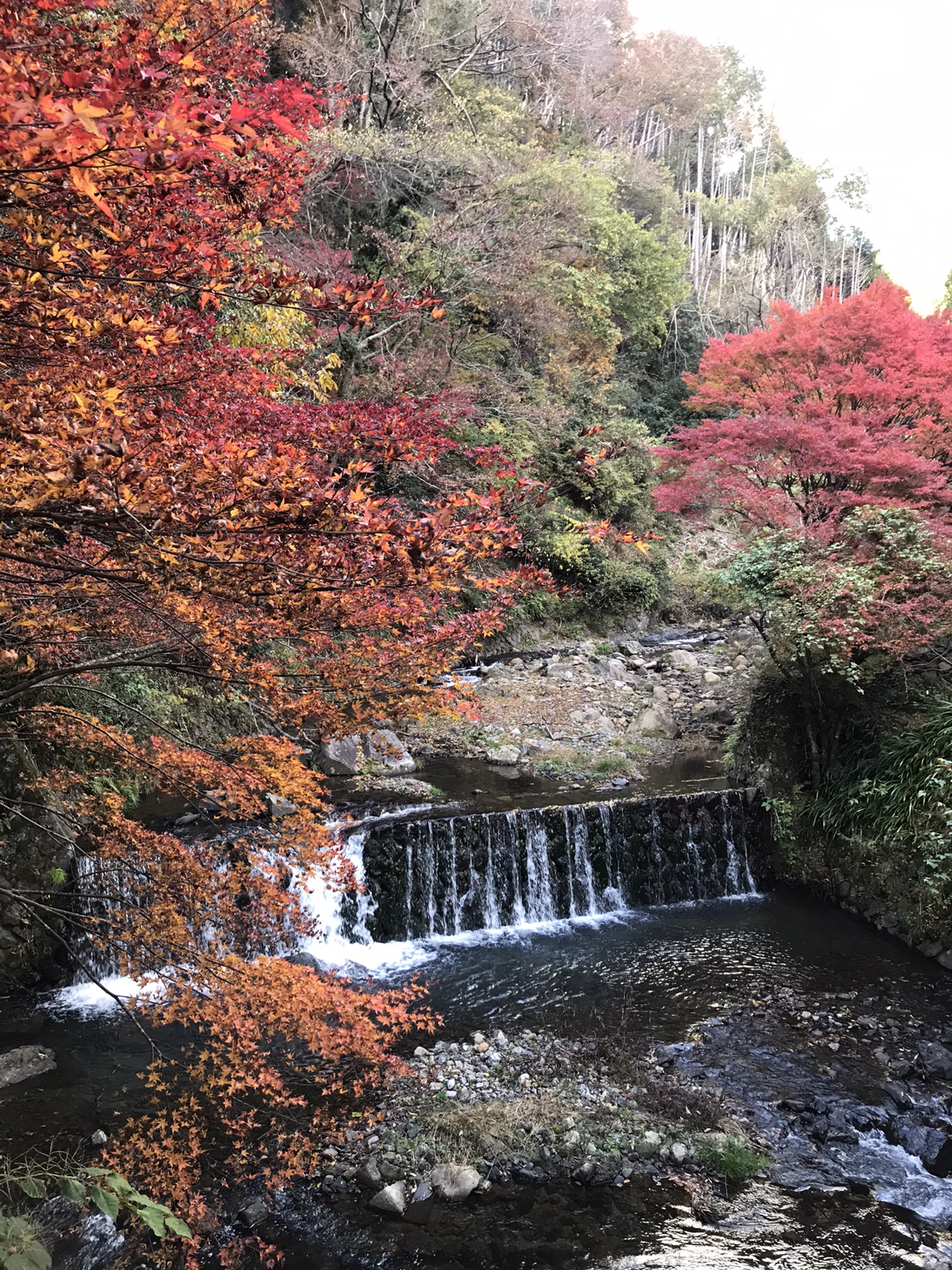 京都自助遊攻略