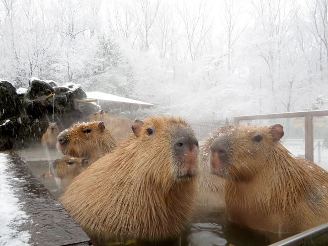 周围布满了赤松,麻栎,枹栎等树木