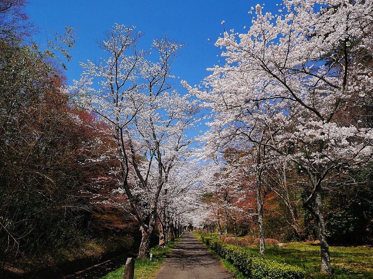 福島市自助遊攻略