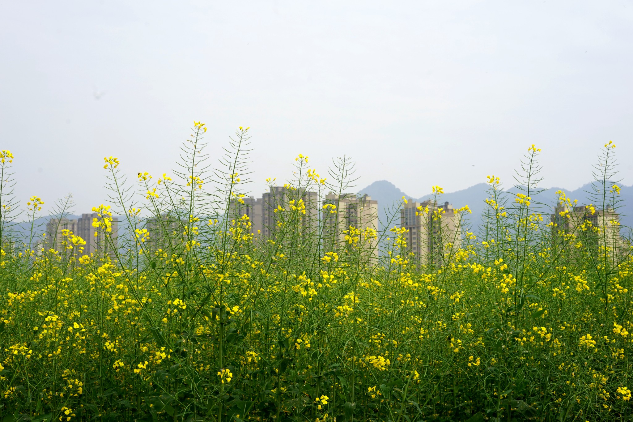 金黄灿灿染三春复盛油菜花田
