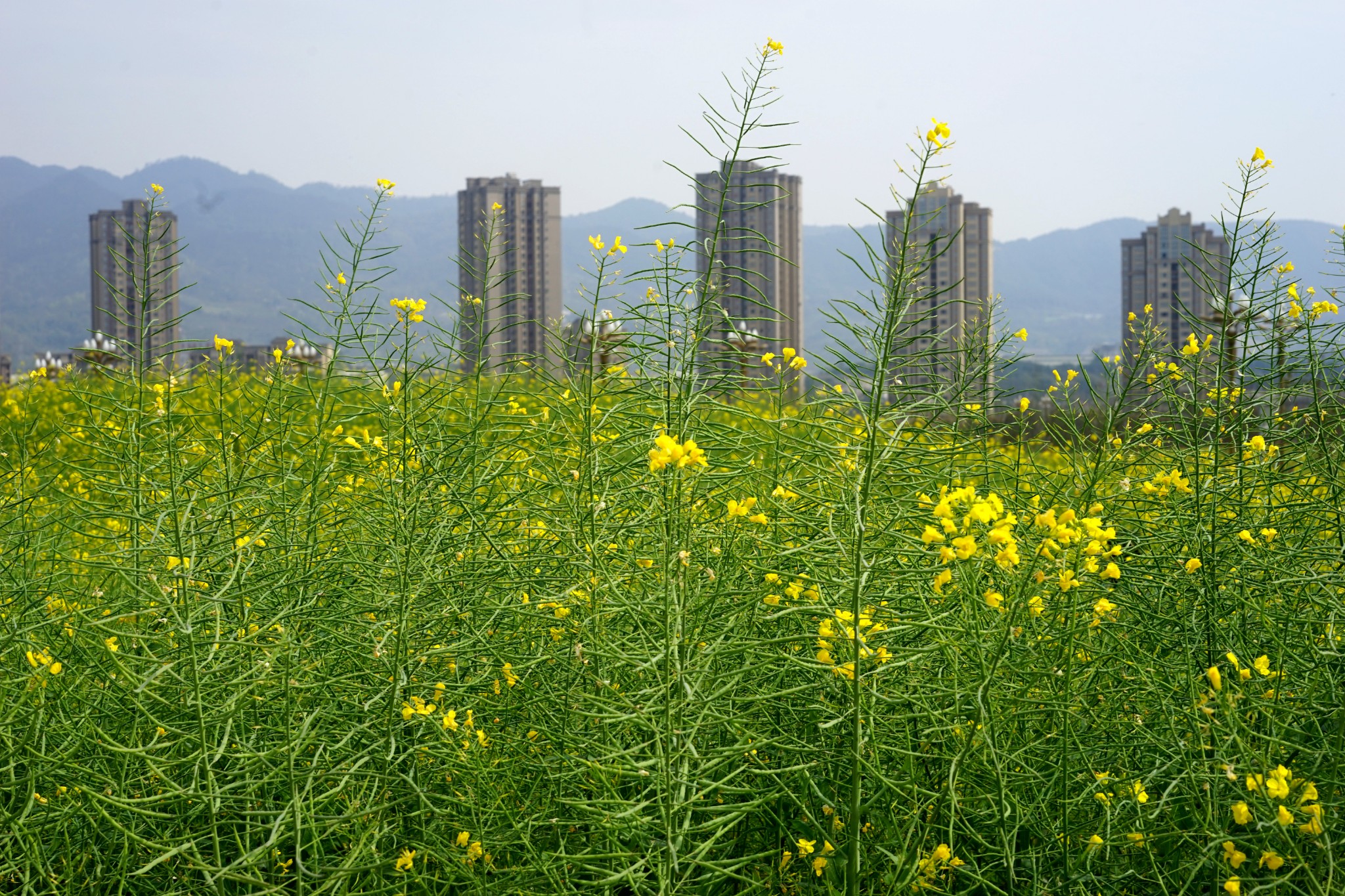 金黄灿灿染三春复盛油菜花田
