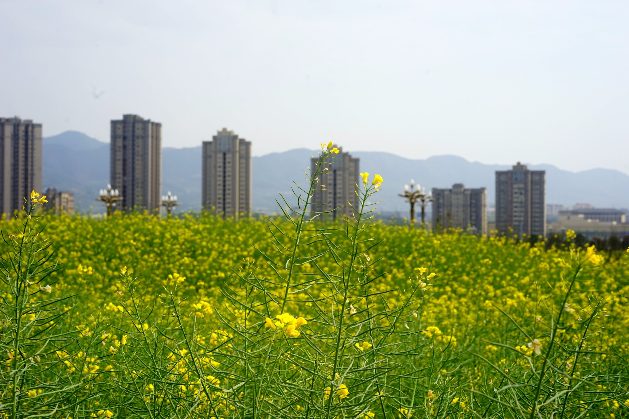 金黄灿灿染三春复盛油菜花田