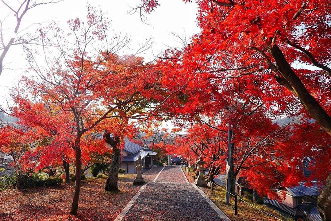 京都自助遊攻略