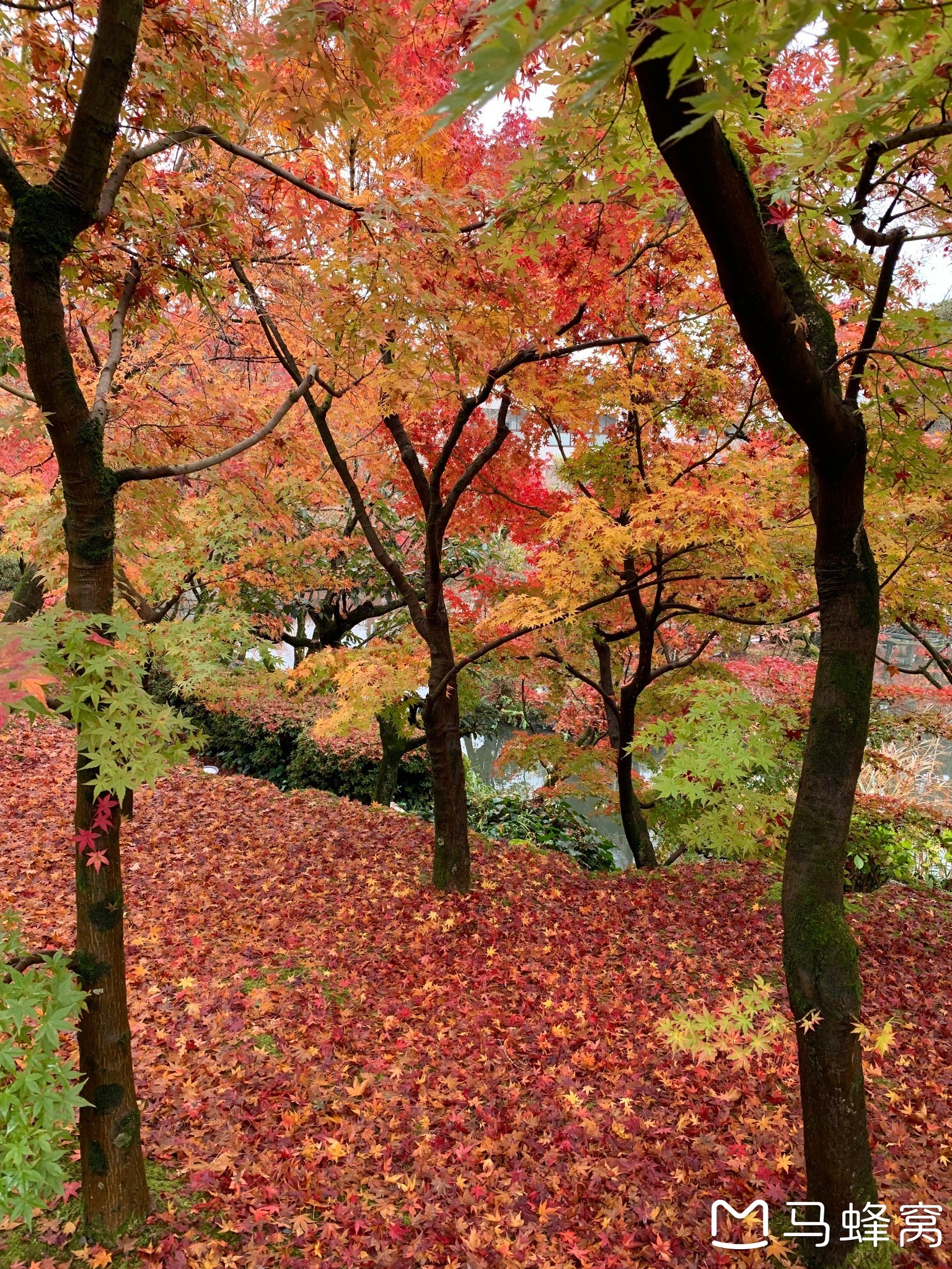 京都自助遊攻略