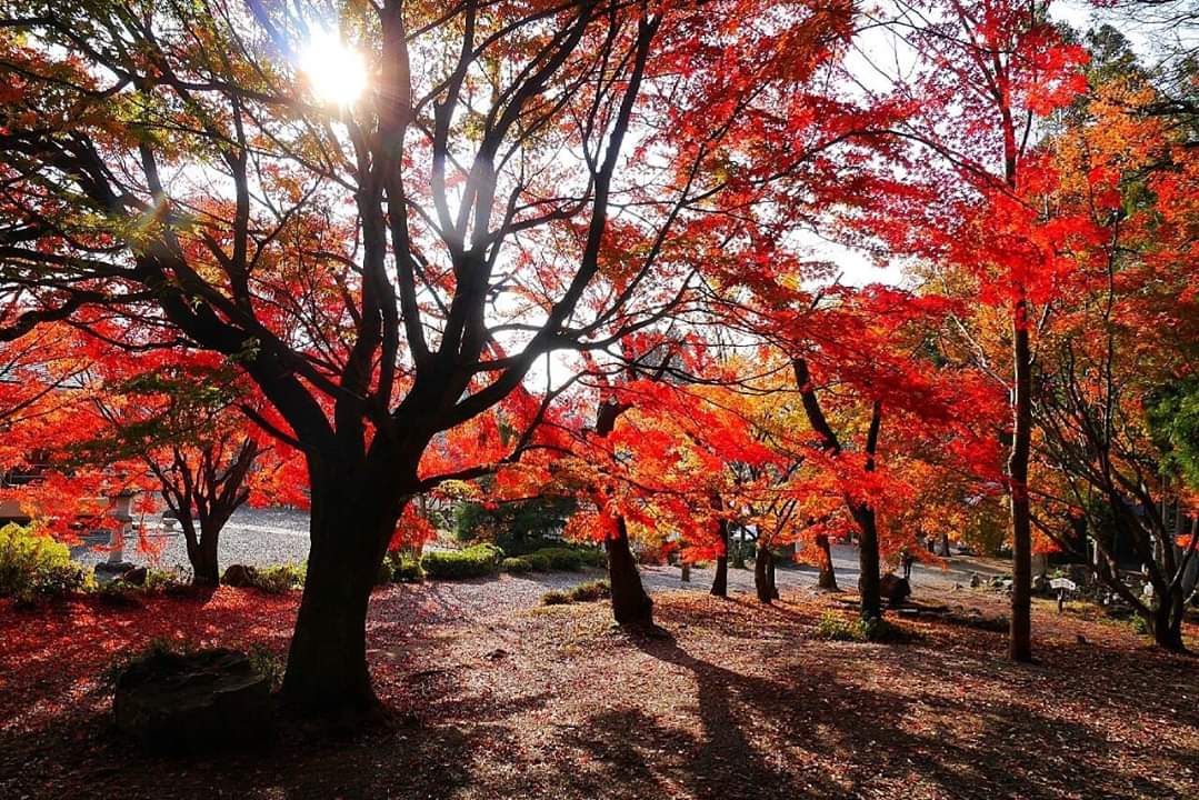 京都自助遊攻略