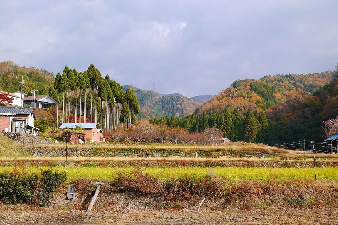 京都自助遊攻略