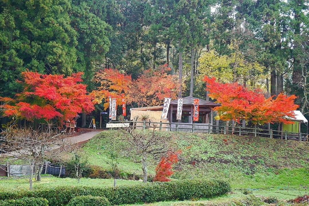 京都自助遊攻略