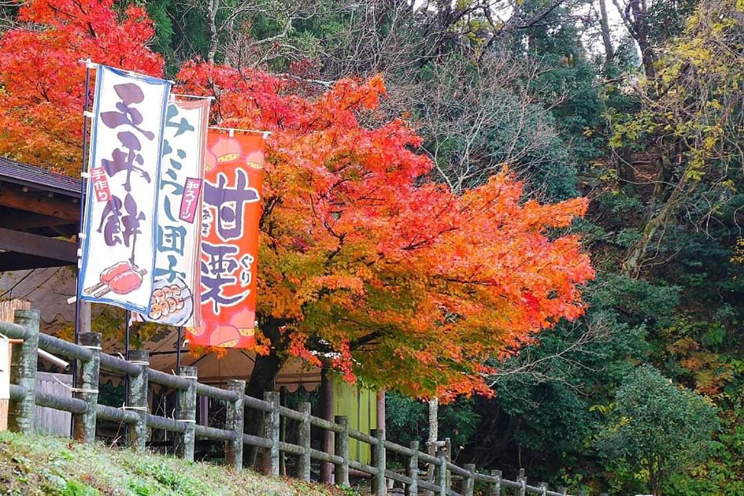 京都自助遊攻略