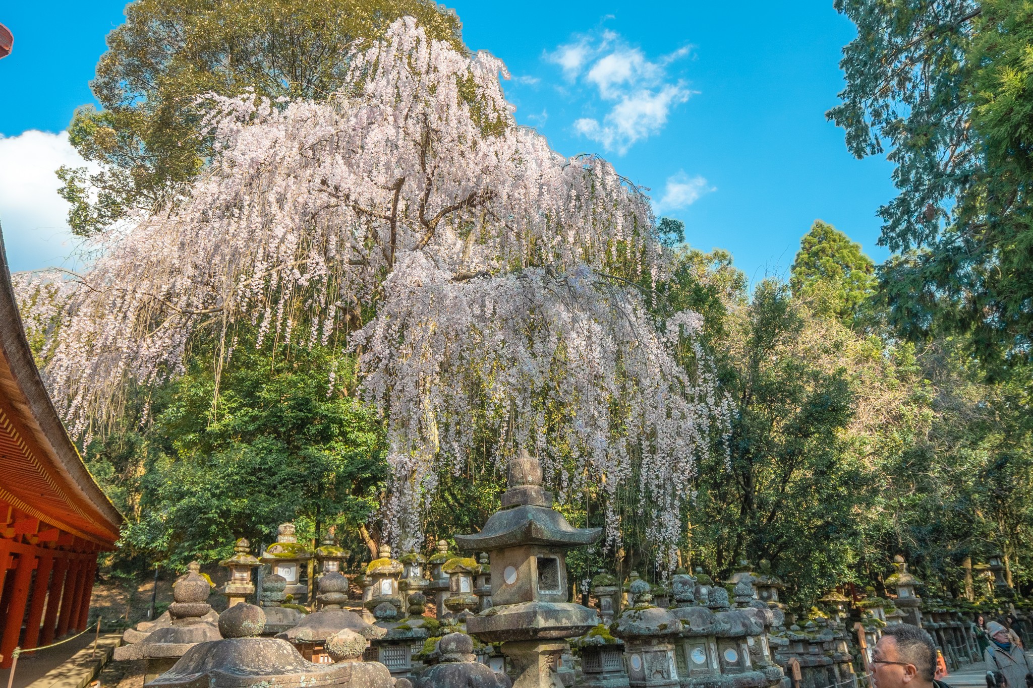 和歌山樱花图片