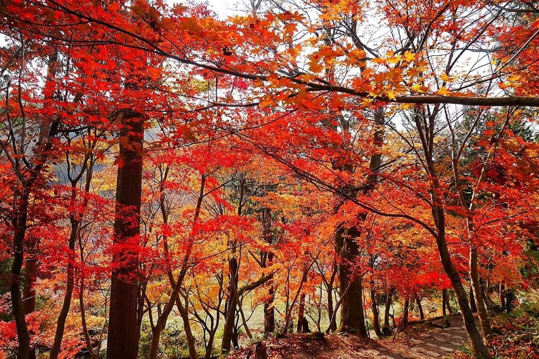 京都自助遊攻略