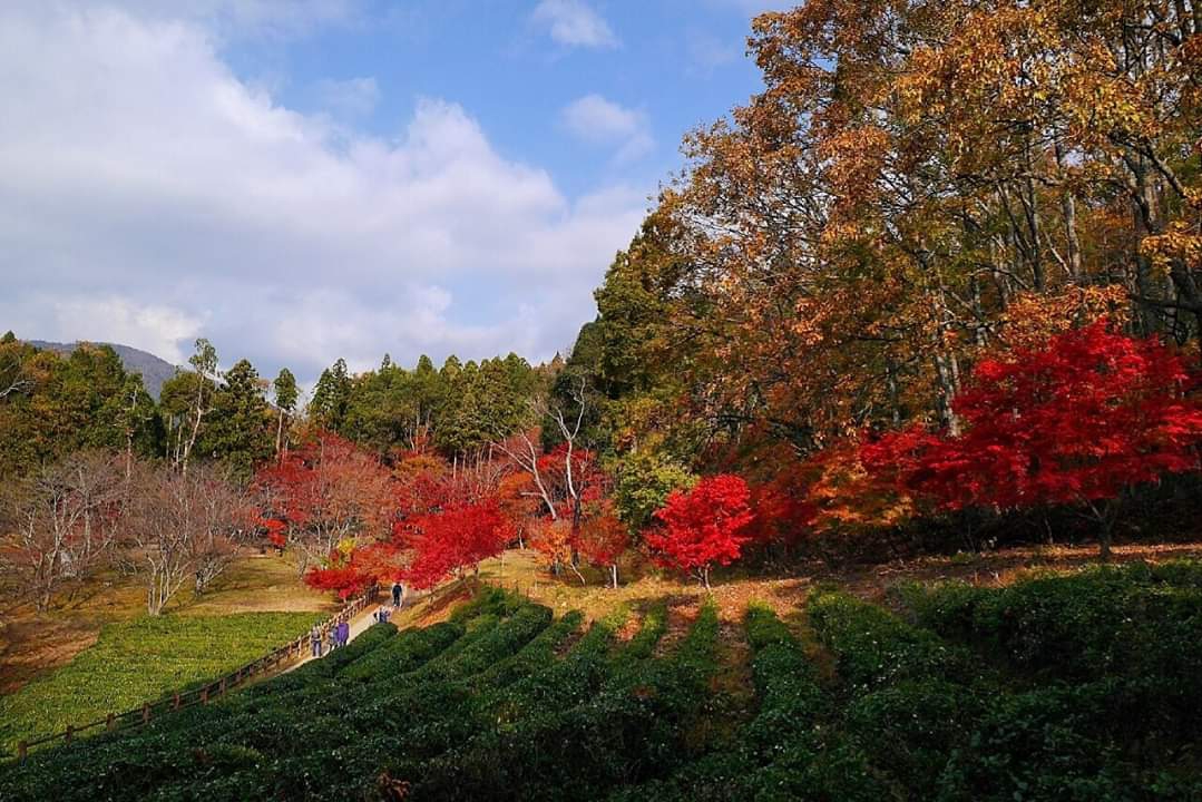 京都自助遊攻略