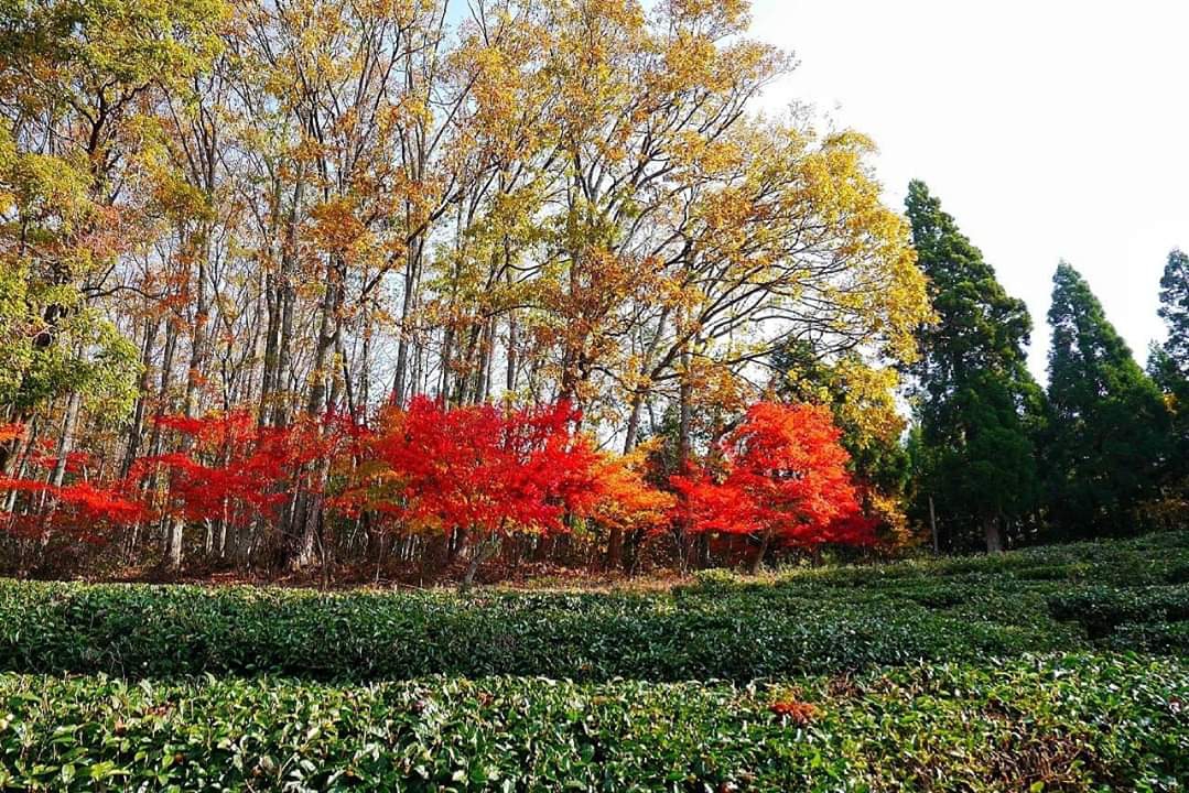 京都自助遊攻略