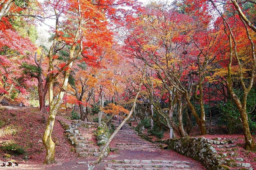 京都自助遊攻略