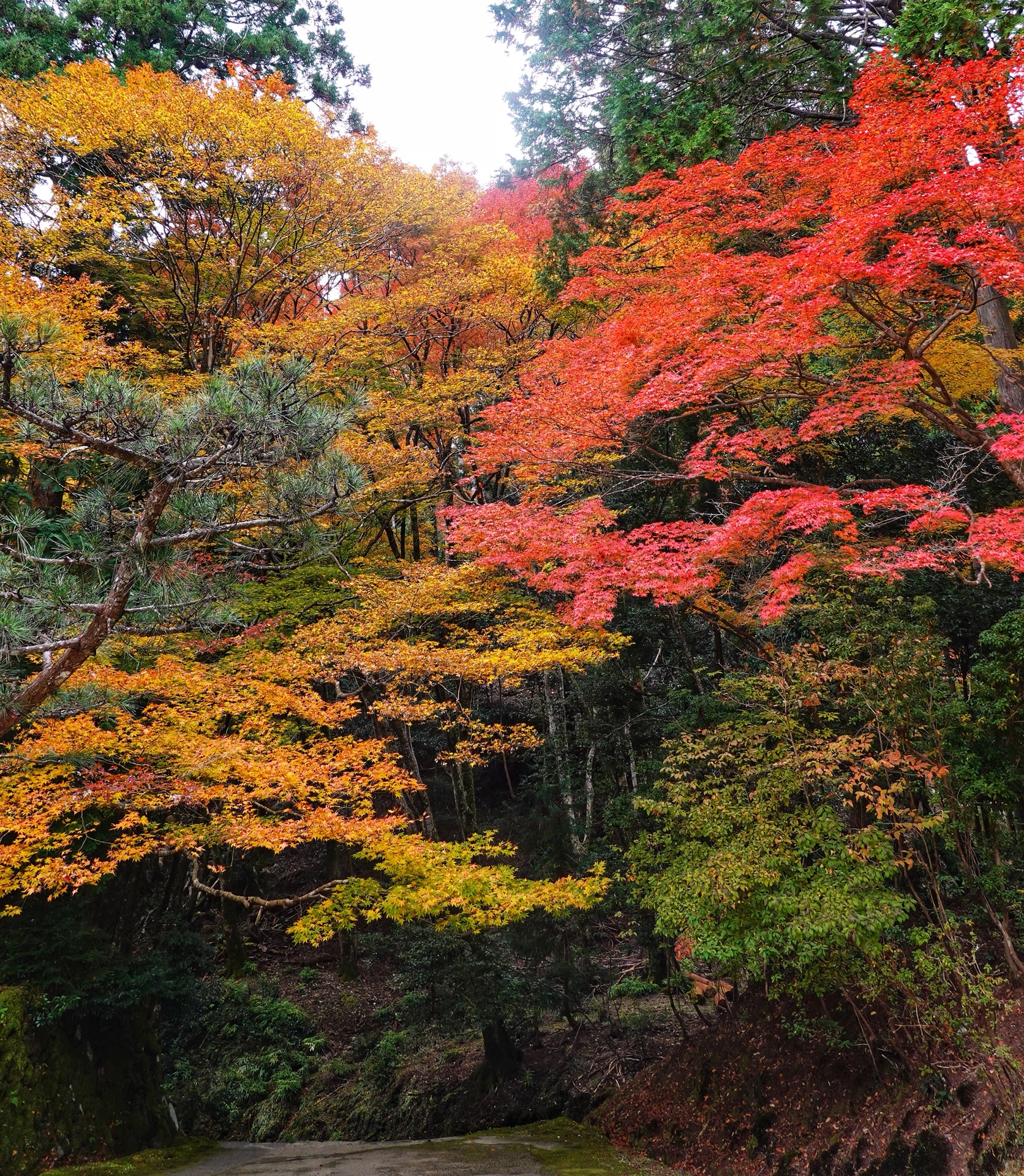 京都自助遊攻略