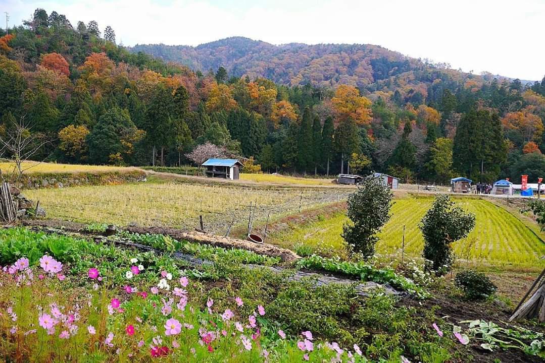 京都自助遊攻略