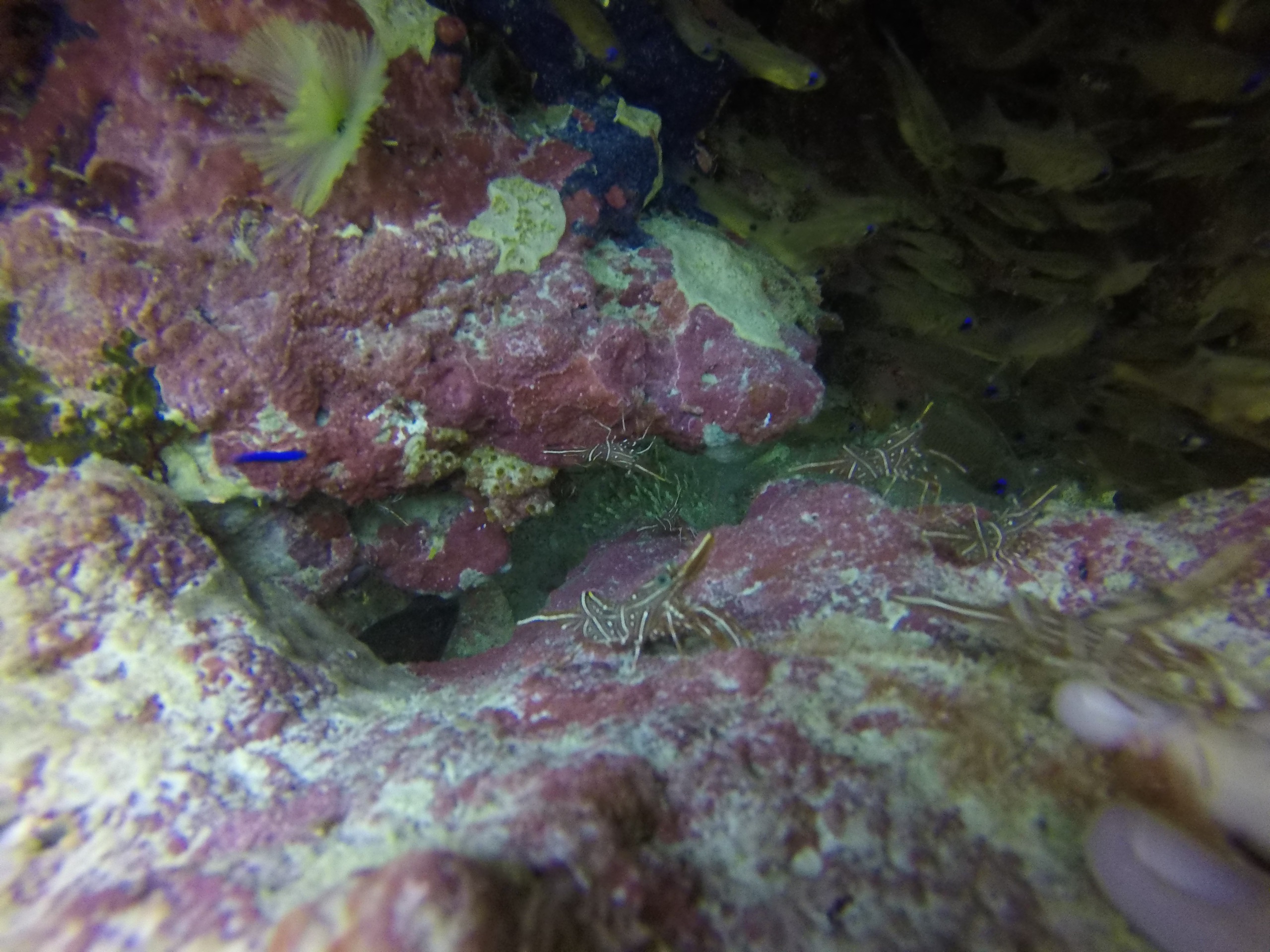 塞舌尔美食-Pescado