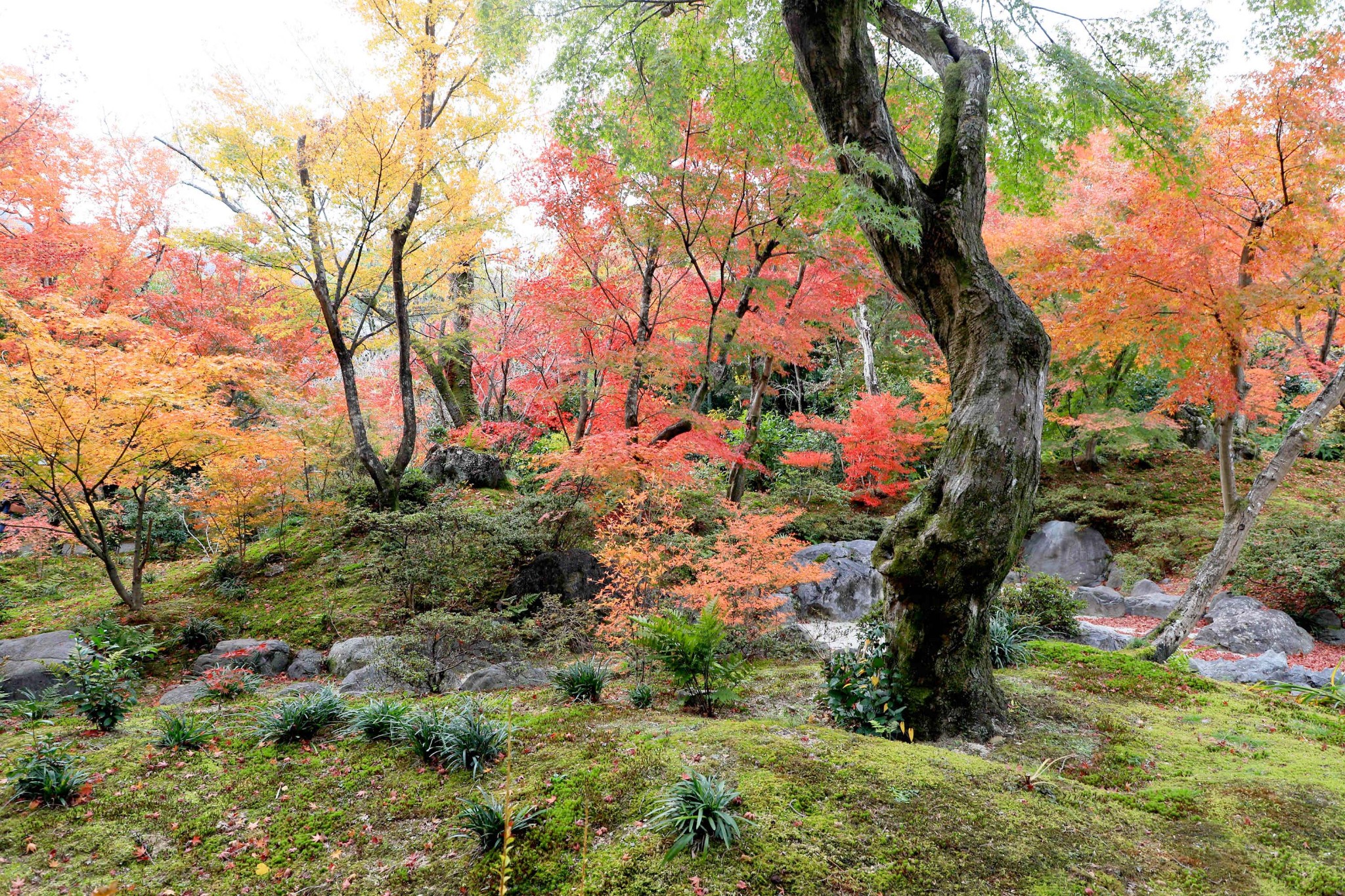 京都自助遊攻略