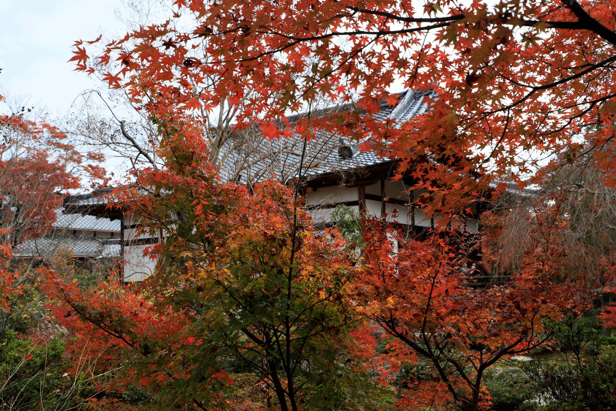 京都自助遊攻略