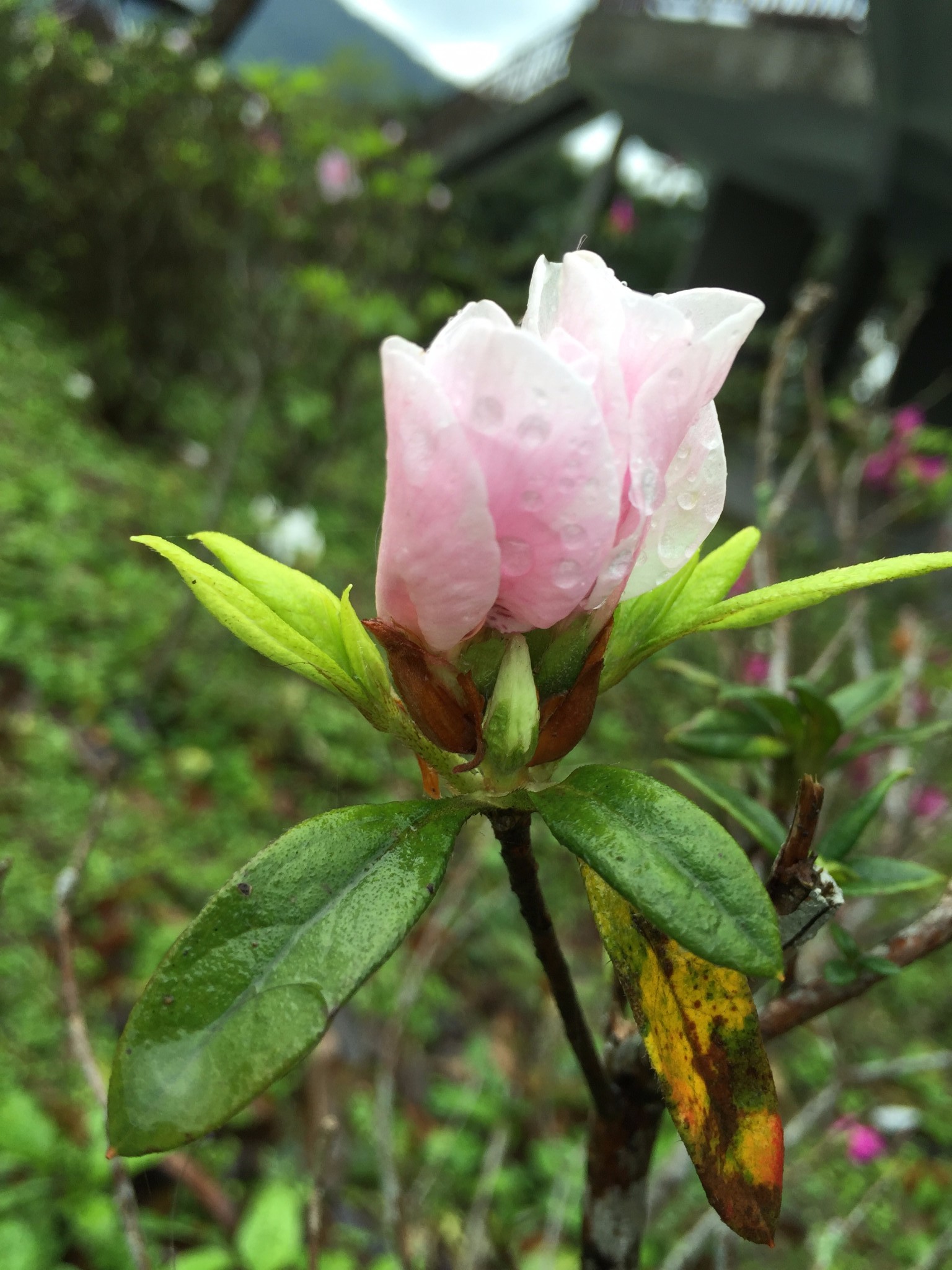 花蓮自助遊攻略