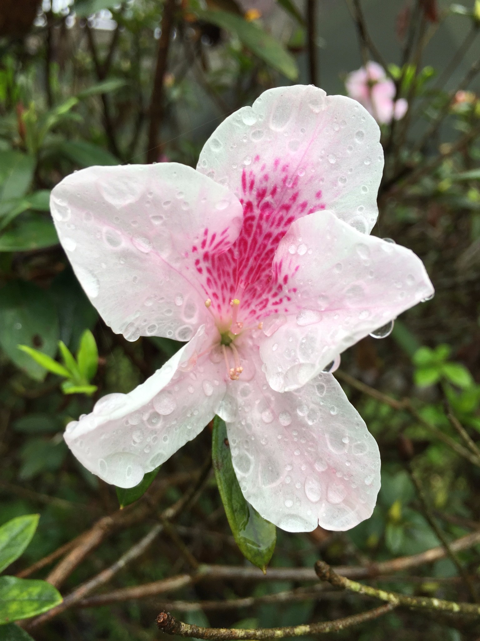 花蓮自助遊攻略