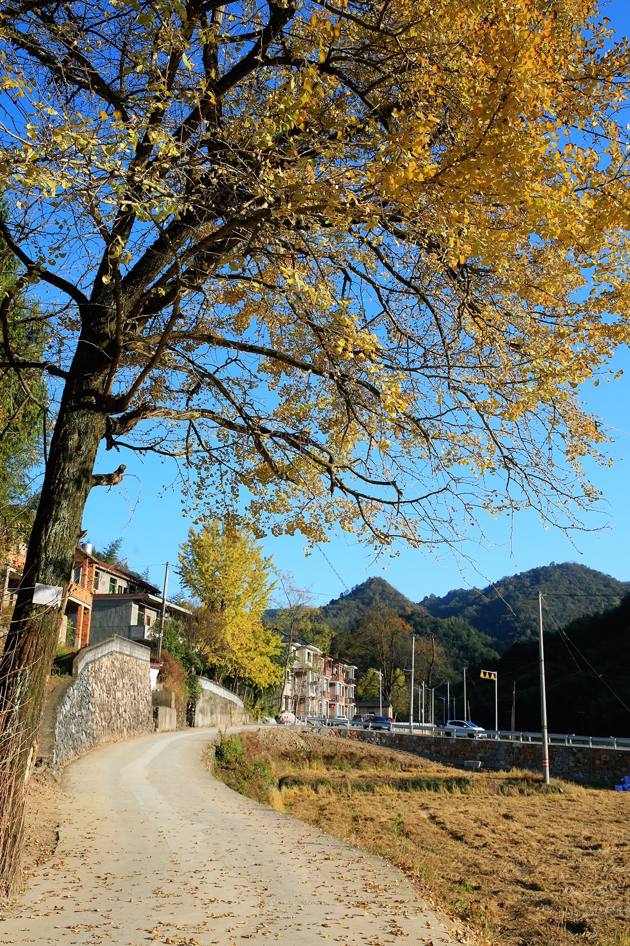 【杭州周边游】11月中旬的万市杨家村,银杏风华正茂,秋色无边,富阳