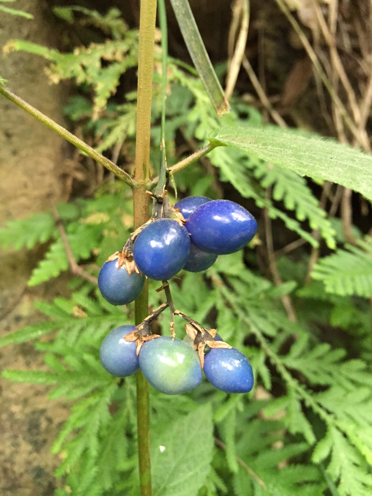 花蓮自助遊攻略