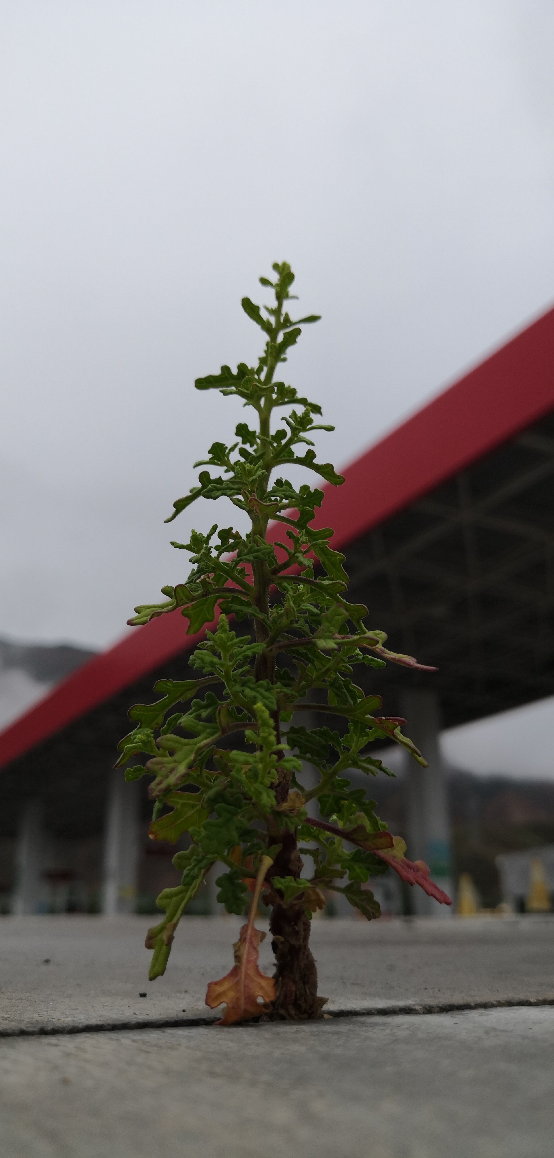 化隆美食-中国化隆拉面