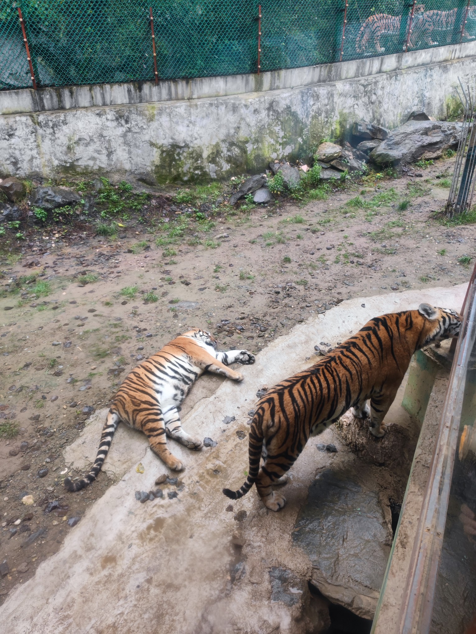 洛陽欒川竹海野生動物園