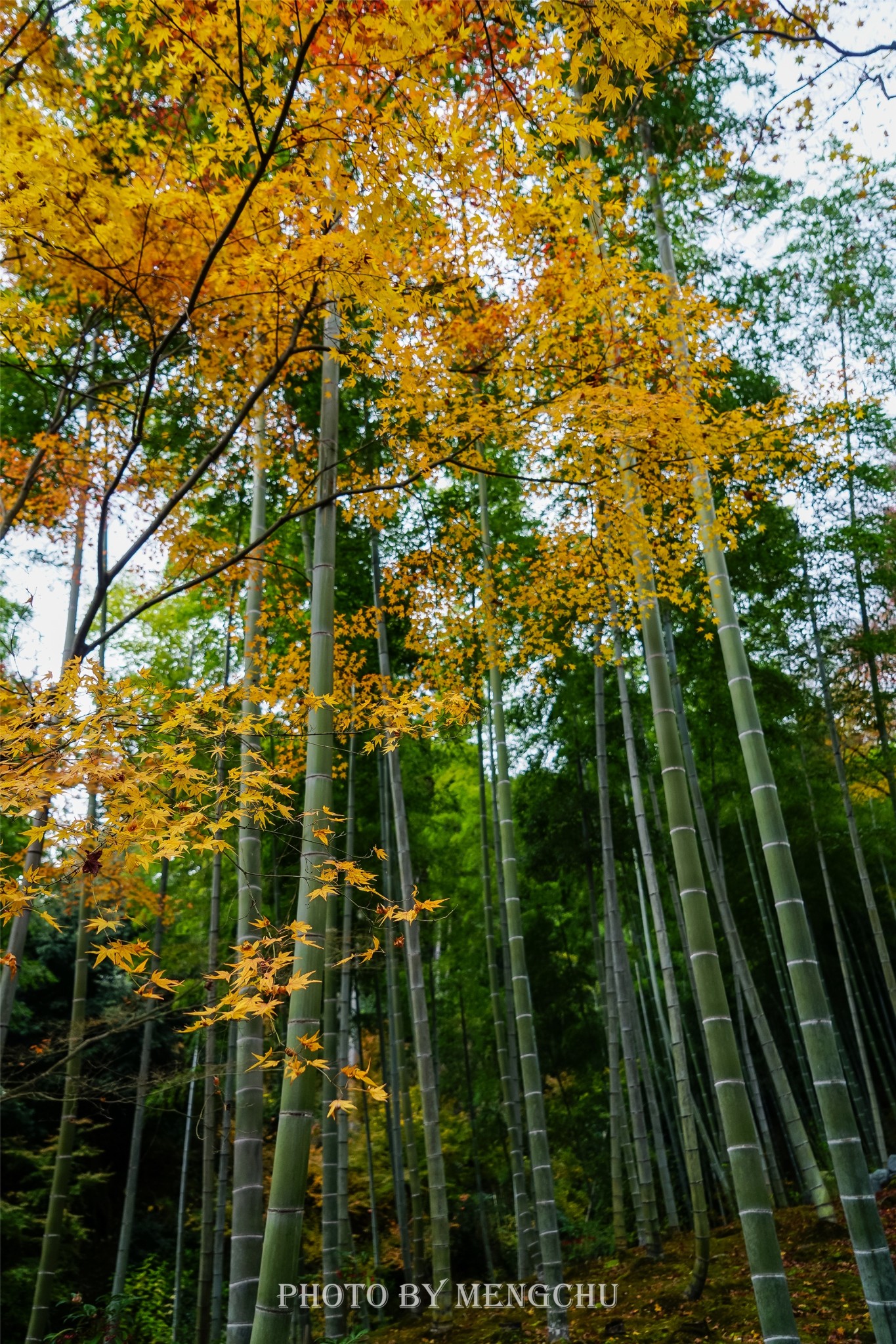 京都自助遊攻略