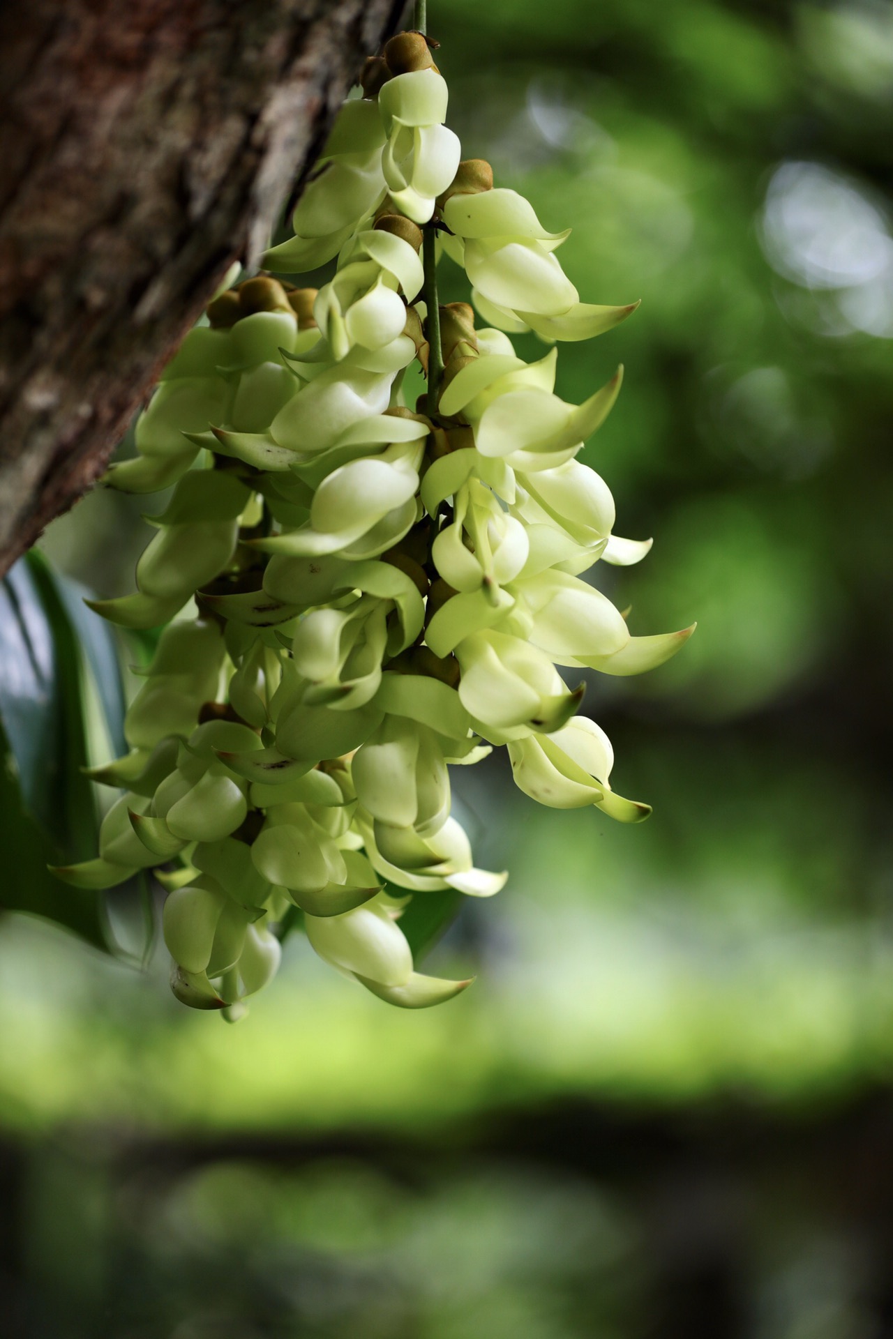 广州植物园的禾雀花