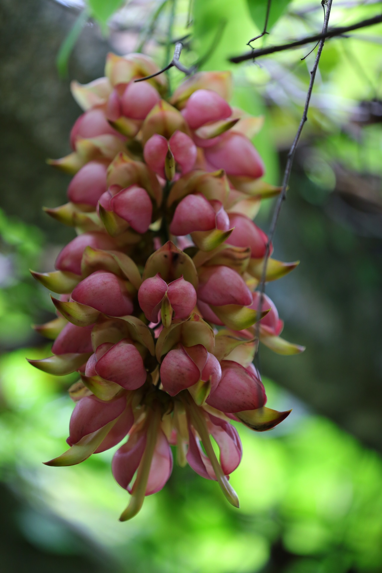 广州植物园的禾雀花