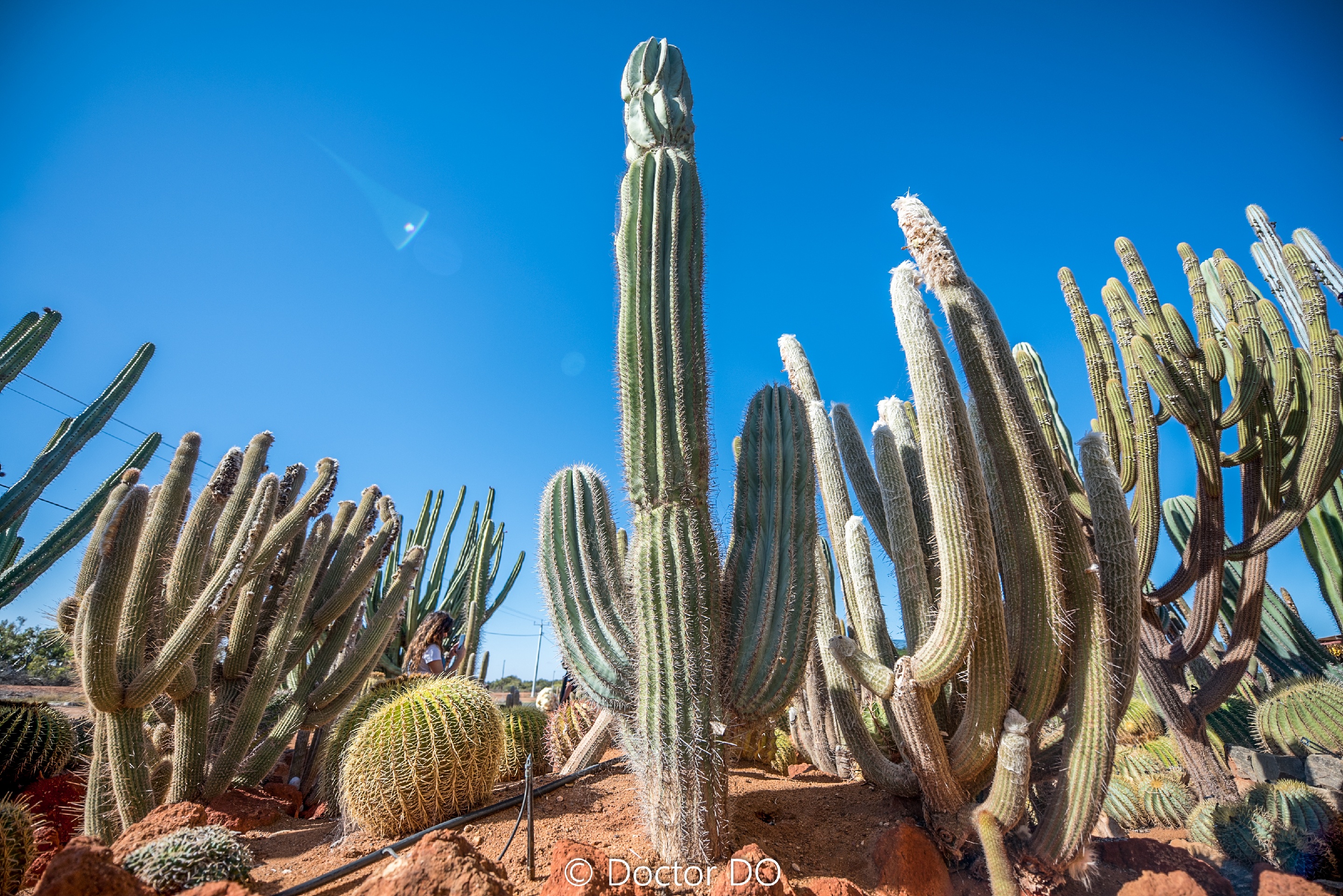 The cactus garden