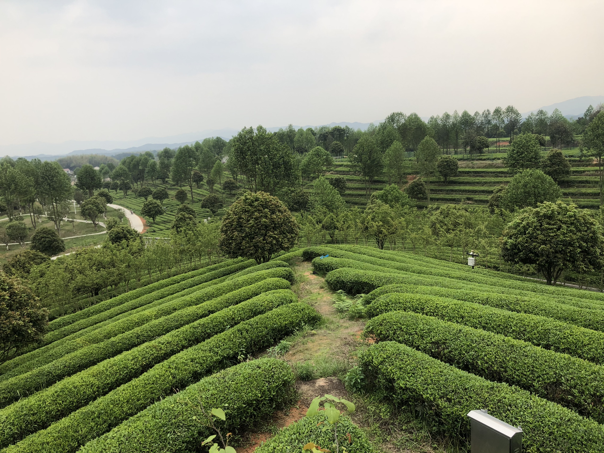 長沙周邊,踏春賞花地盤點