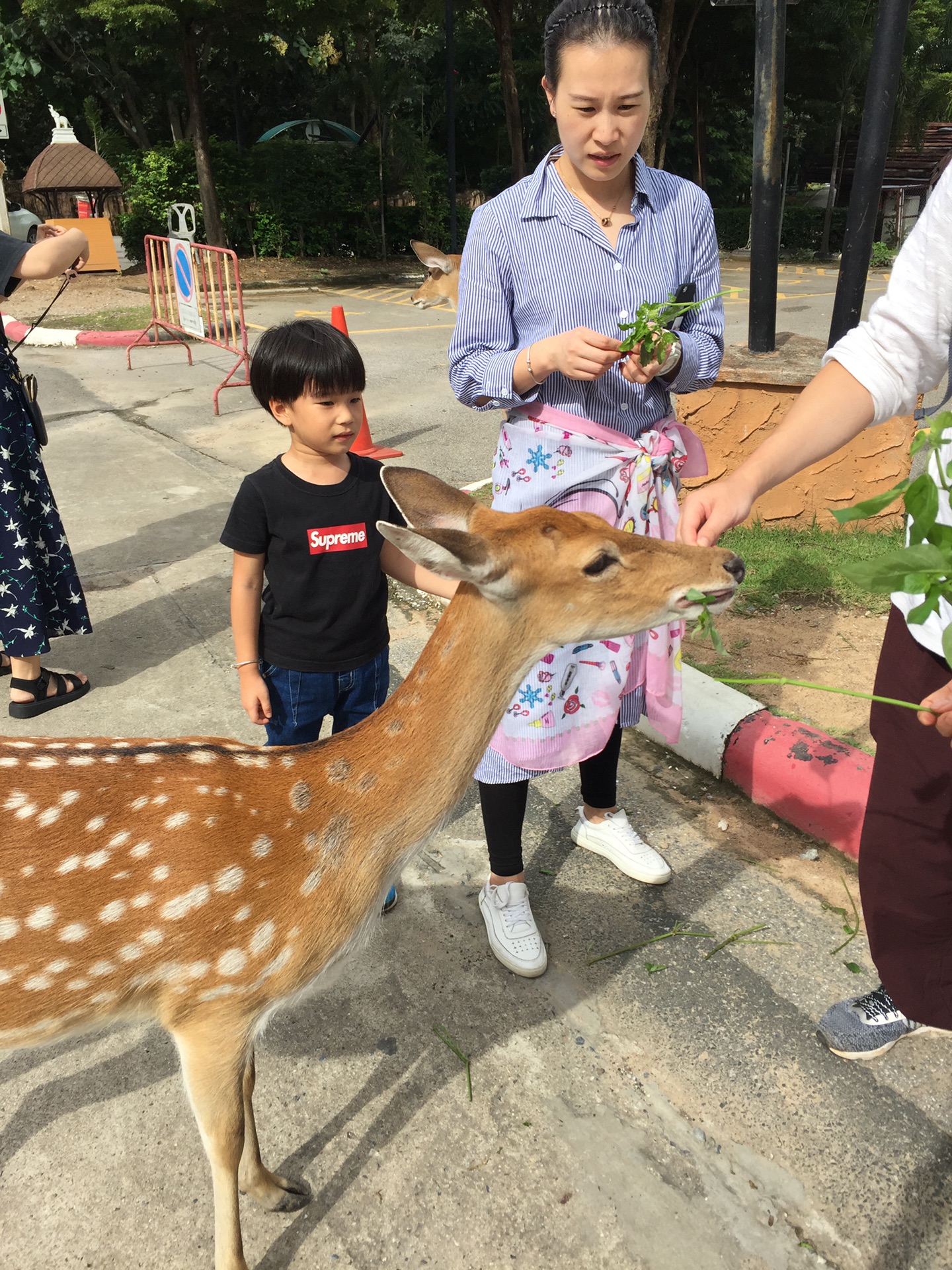 清邁自助遊攻略