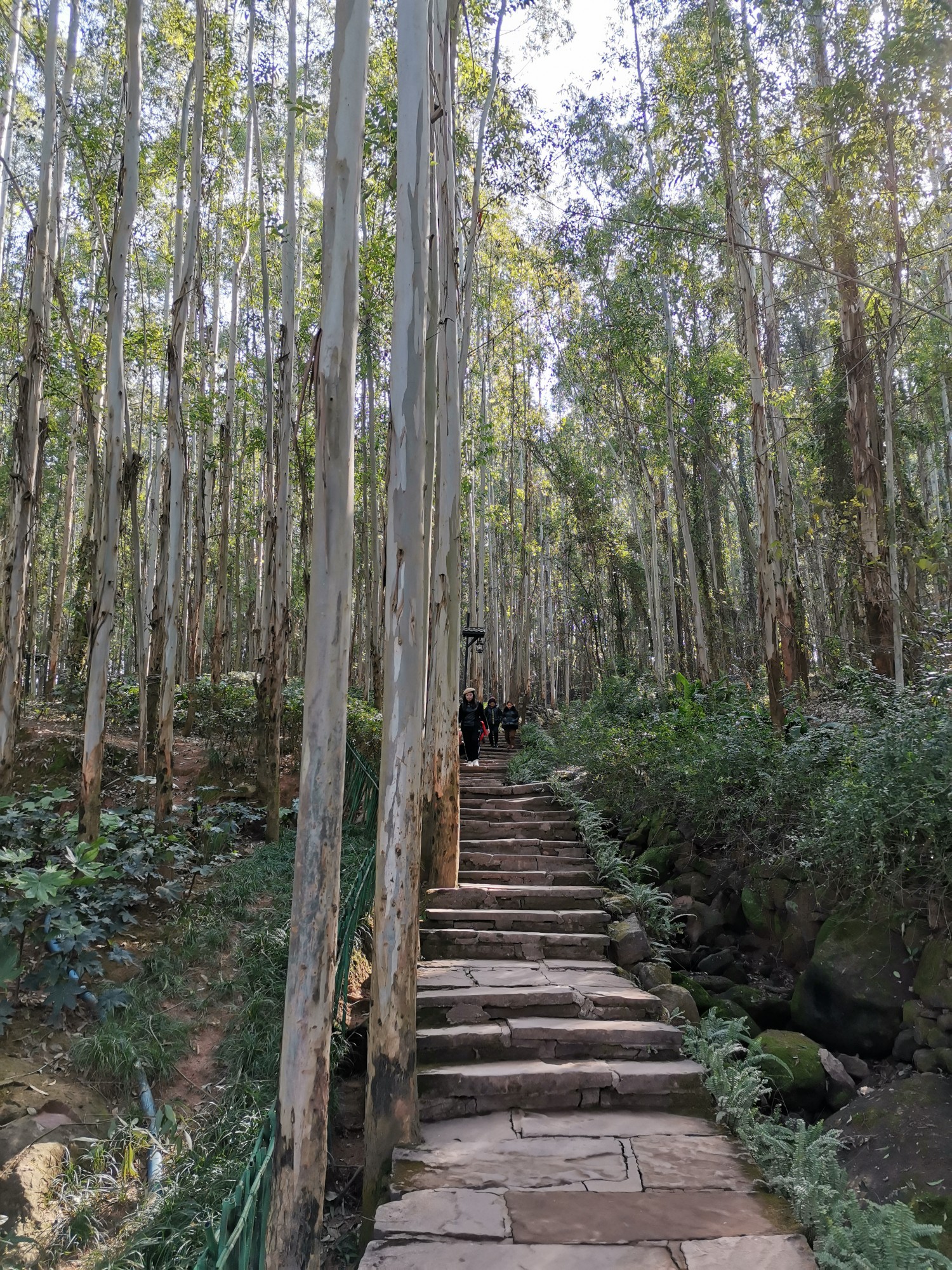 成都龙泉仰天窝健身步道登山小记
