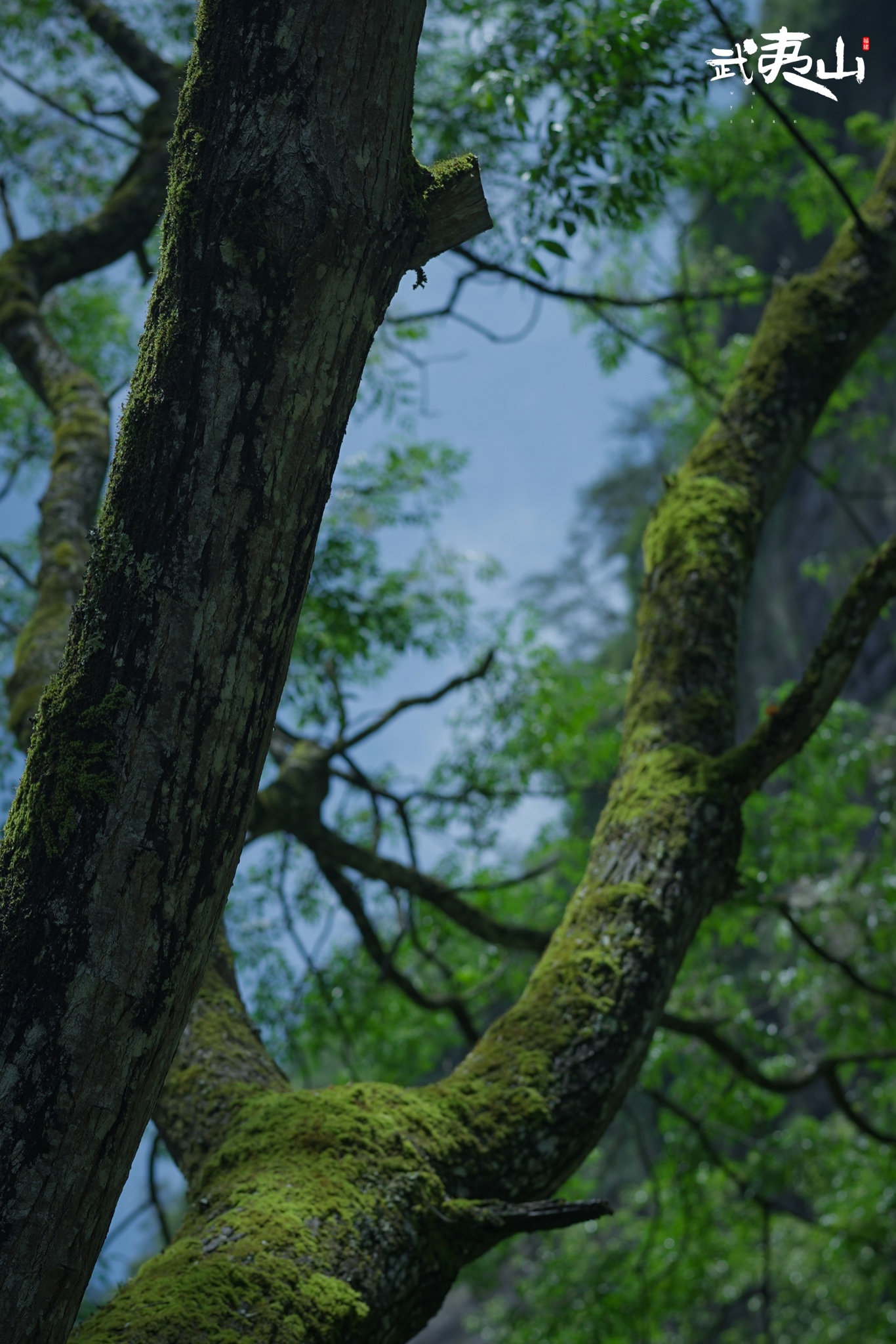 武夷山自由行攻略 | 普多福建|东景山游,美甲游.
