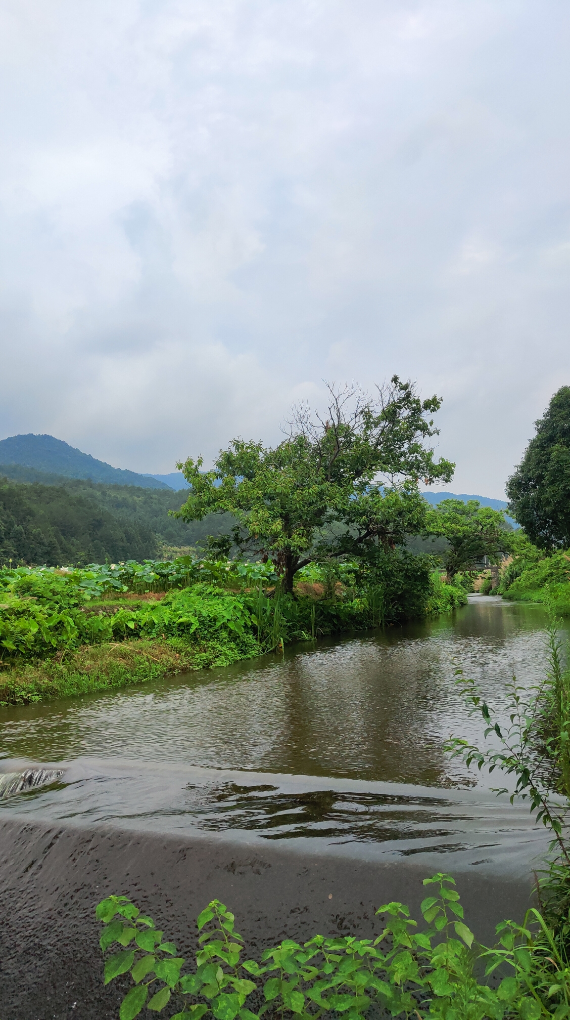 江西撫州周邊遊推薦~人少景美的中國蓮花第一村--廣昌驛前姚西村(看