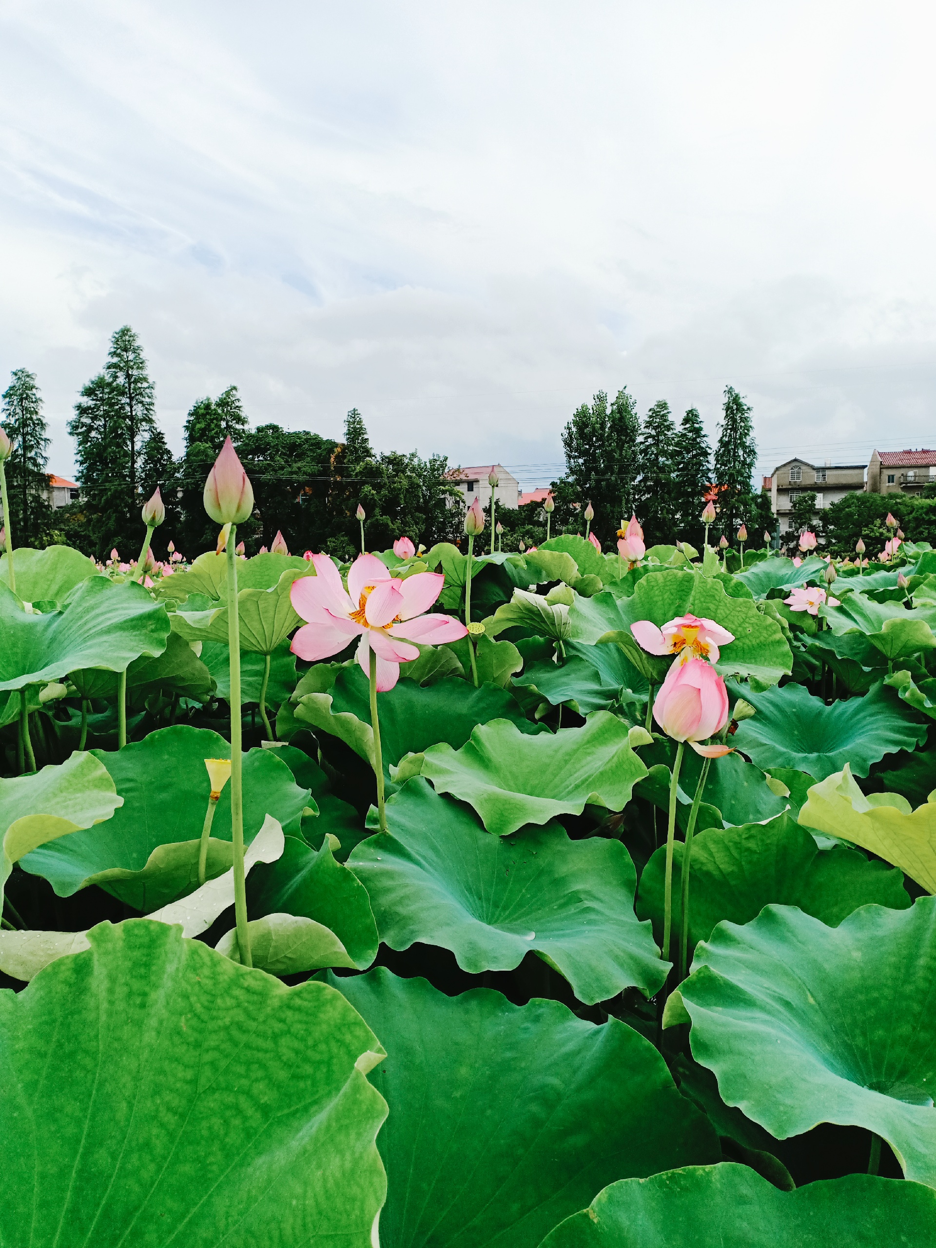 豐城圖片,豐城旅遊景點照片 - 馬蜂窩