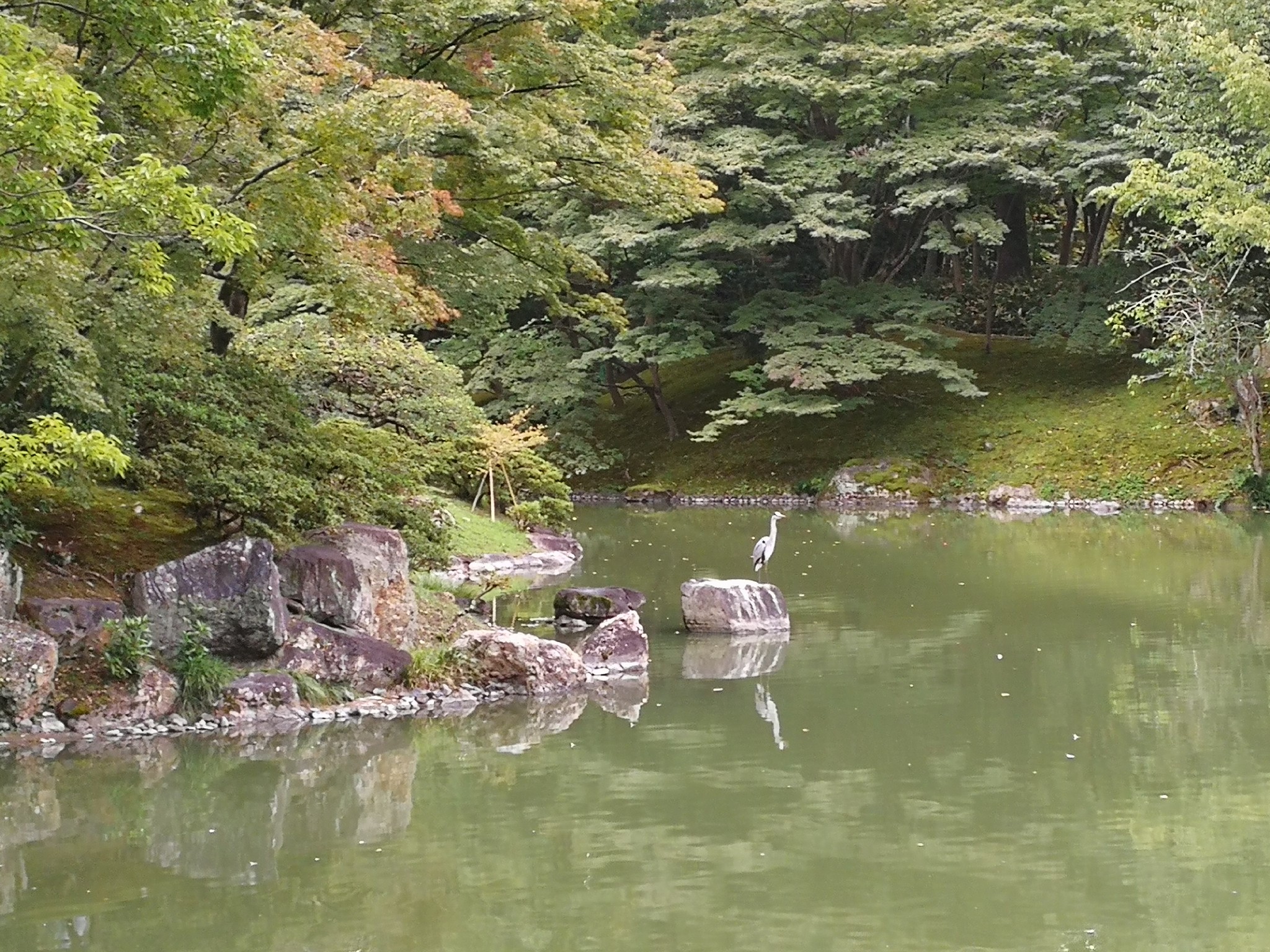 京都自助遊攻略