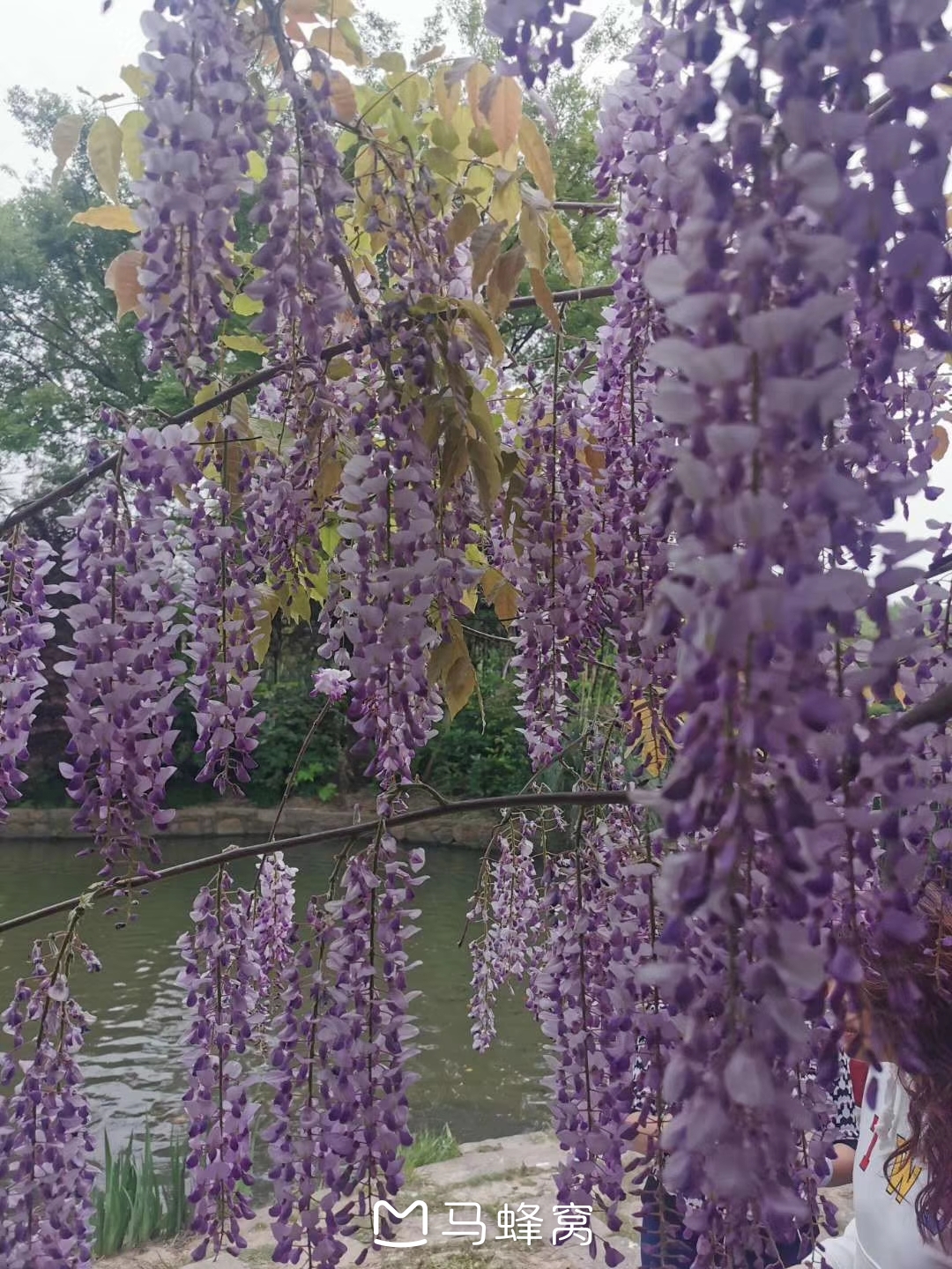 杨浦公园的紫藤花