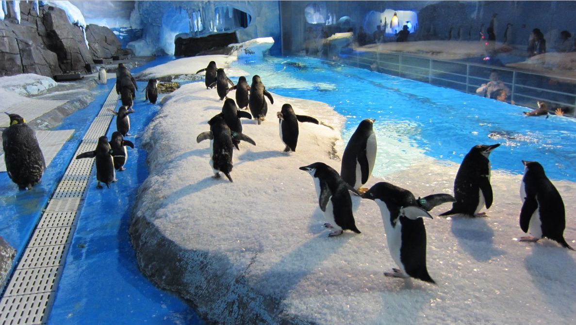 (早订优惠)上海海昌海洋公园大门票 电子票 (无需取票 凭身份证入园 )